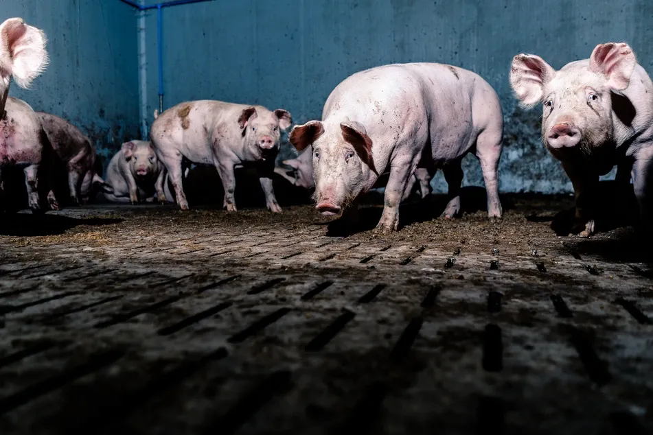 Die Wahrheit tut eben weh, oder?