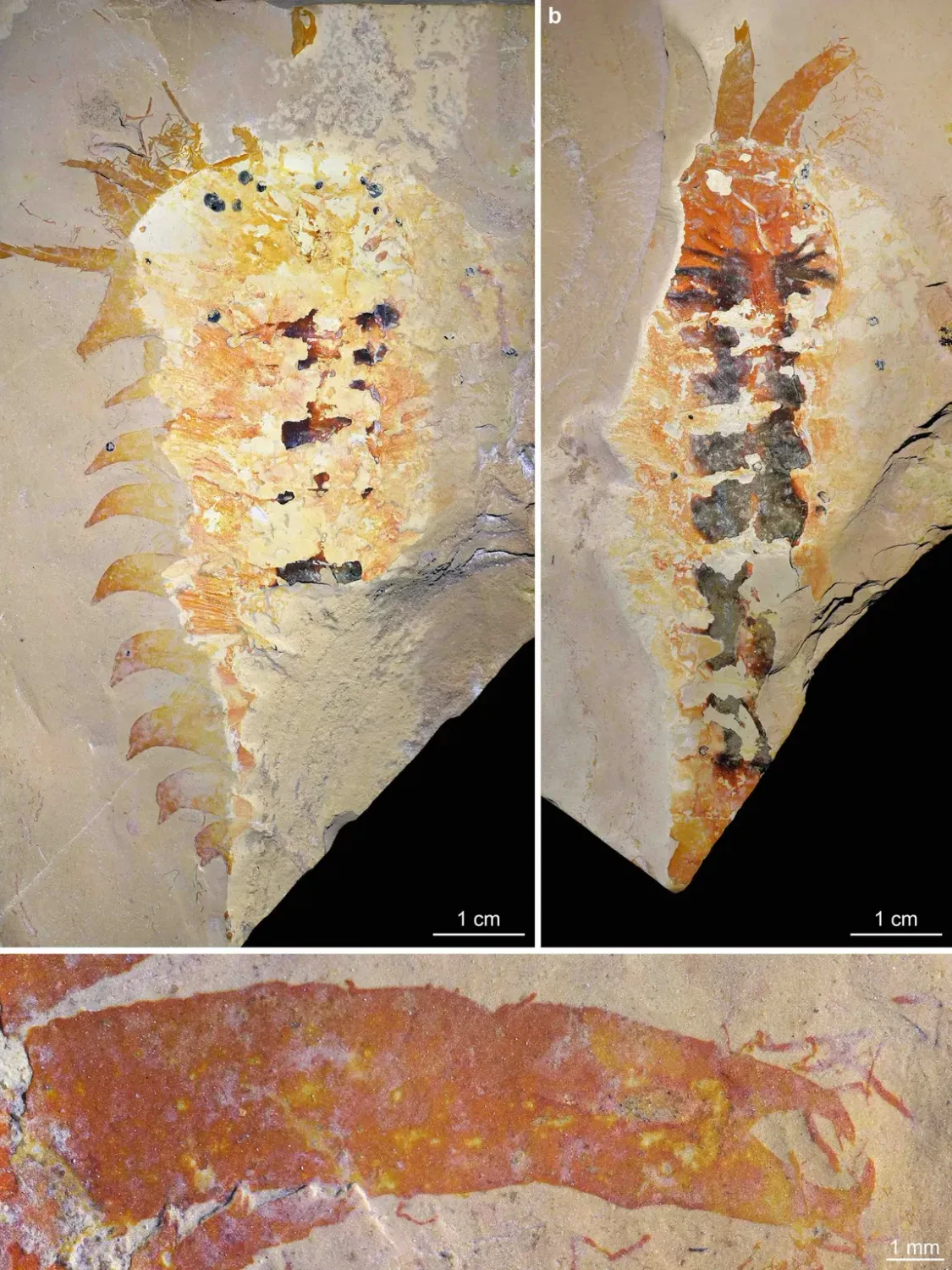 Der Holotypus von M. cousteaui zeigt seine Körpersegmente und die charakteristischen, greifenden Cheliceren. 