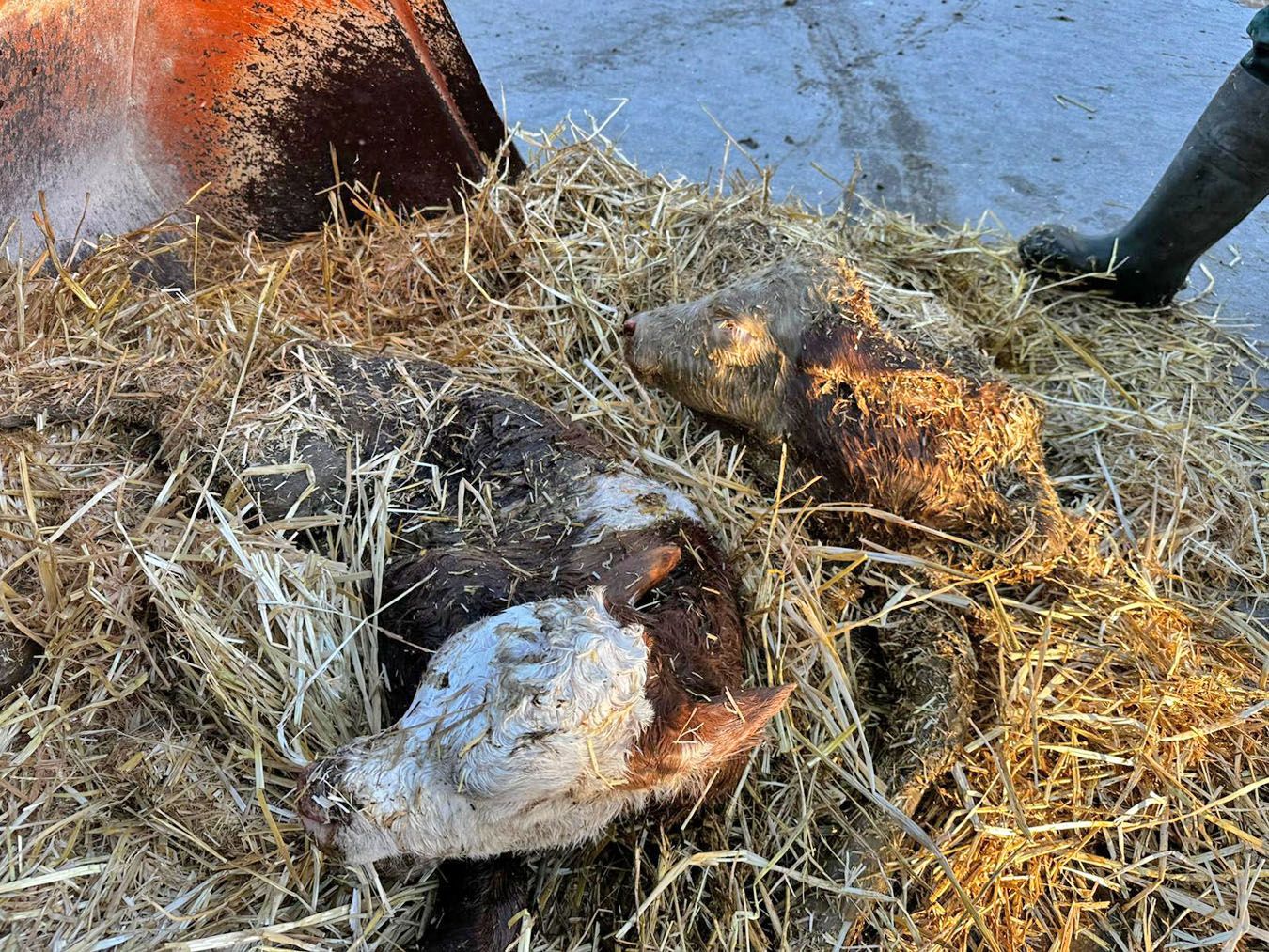 Zwei ganz frisch geborene Kälber waren in eine Güllegrube gestürzt.