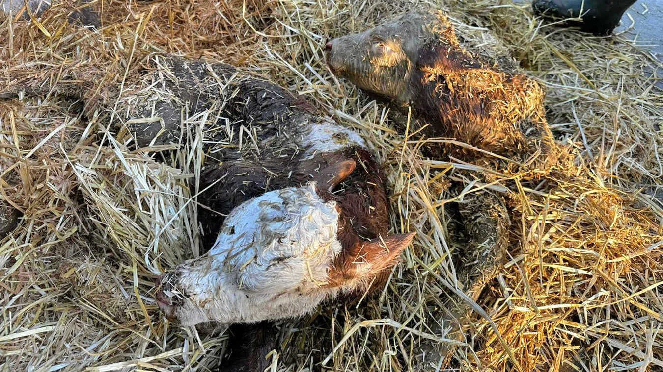 Zwei ganz frisch geborene Kälber waren in eine Güllegrube gestürzt.