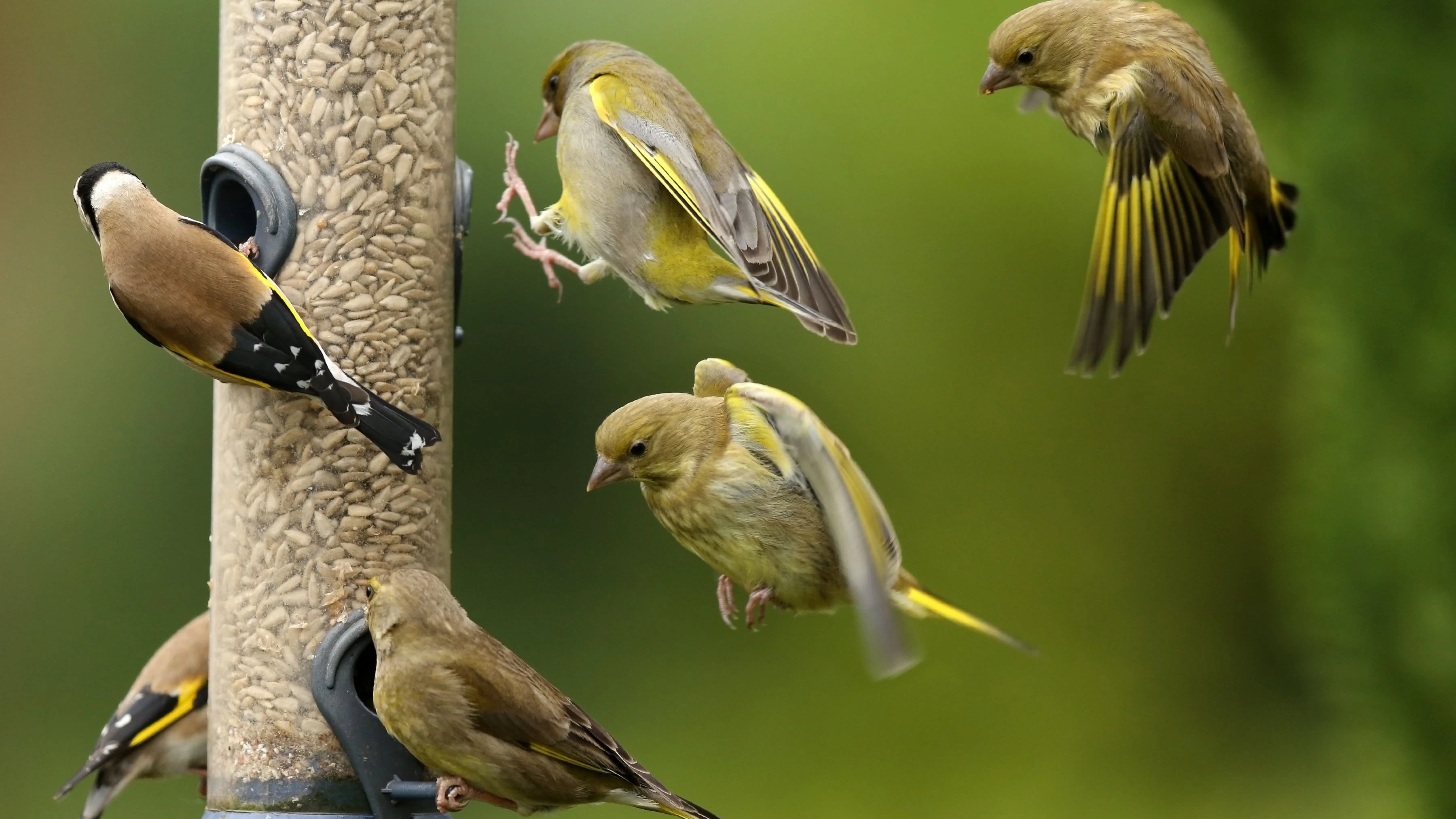 Heute.at - Vögel füttern auch im Frühling? Unbedingt, aber richtig