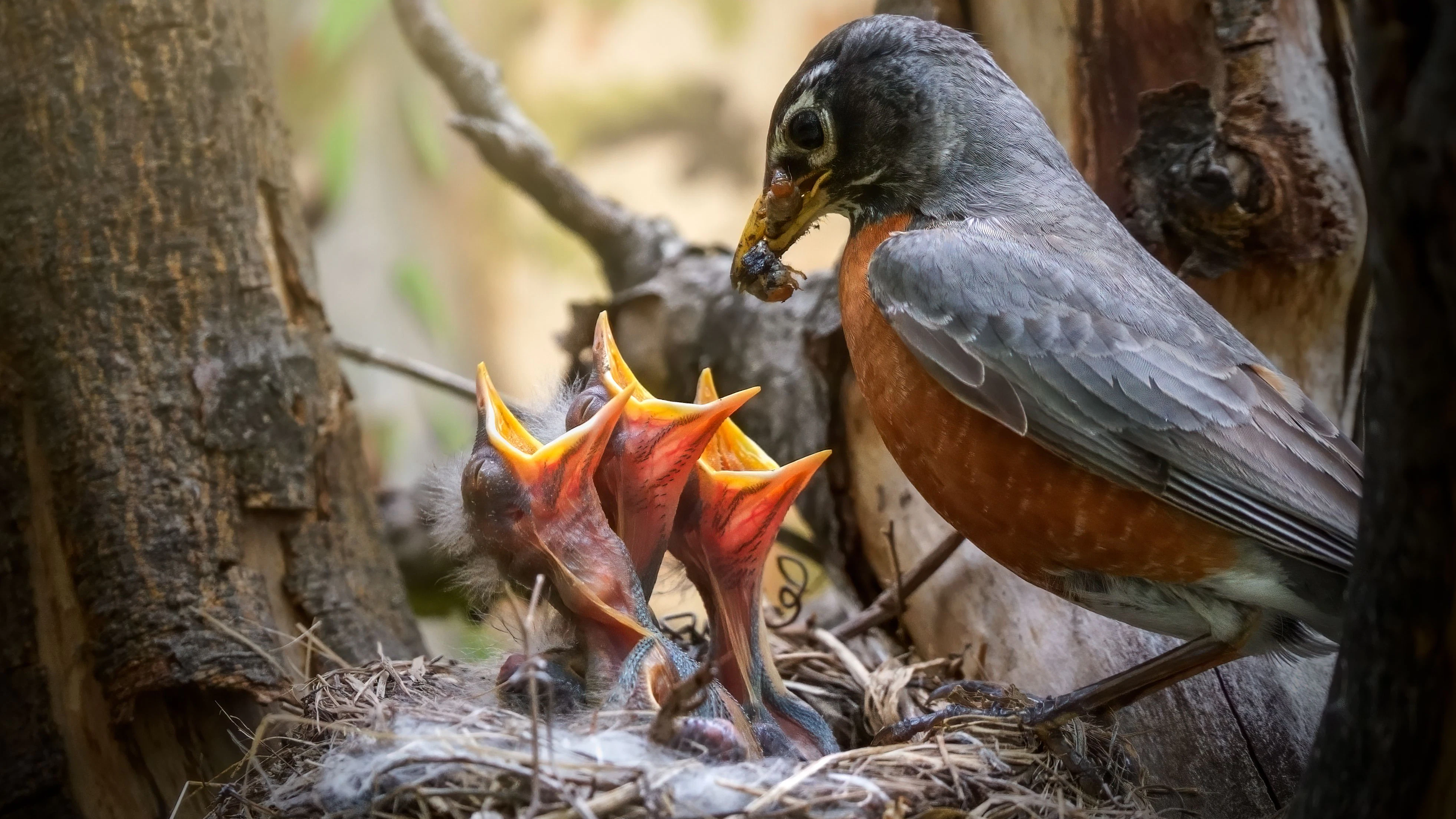 Die Eiablage und die Jungtieraufzucht sind irrsinnig anstrengend. 