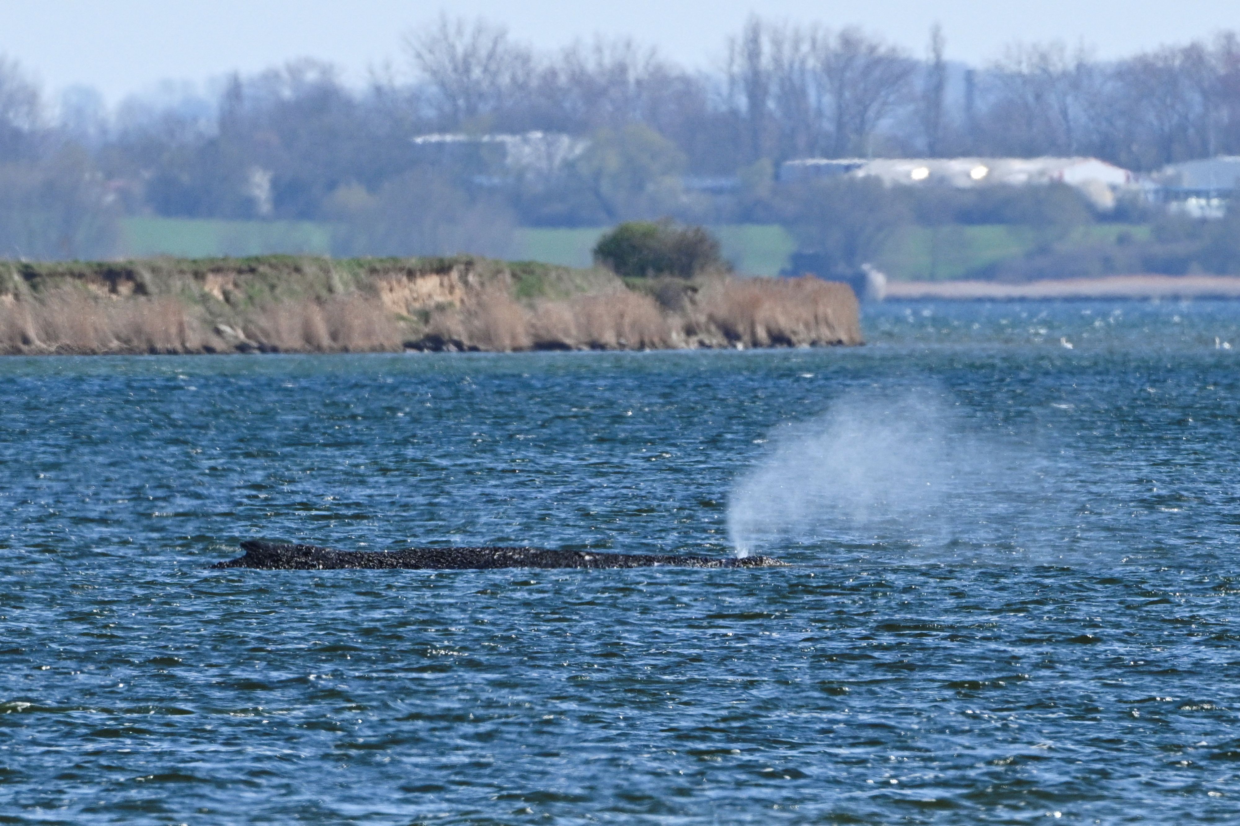 Der Zustand des Wals ist weiterhin kritisch.