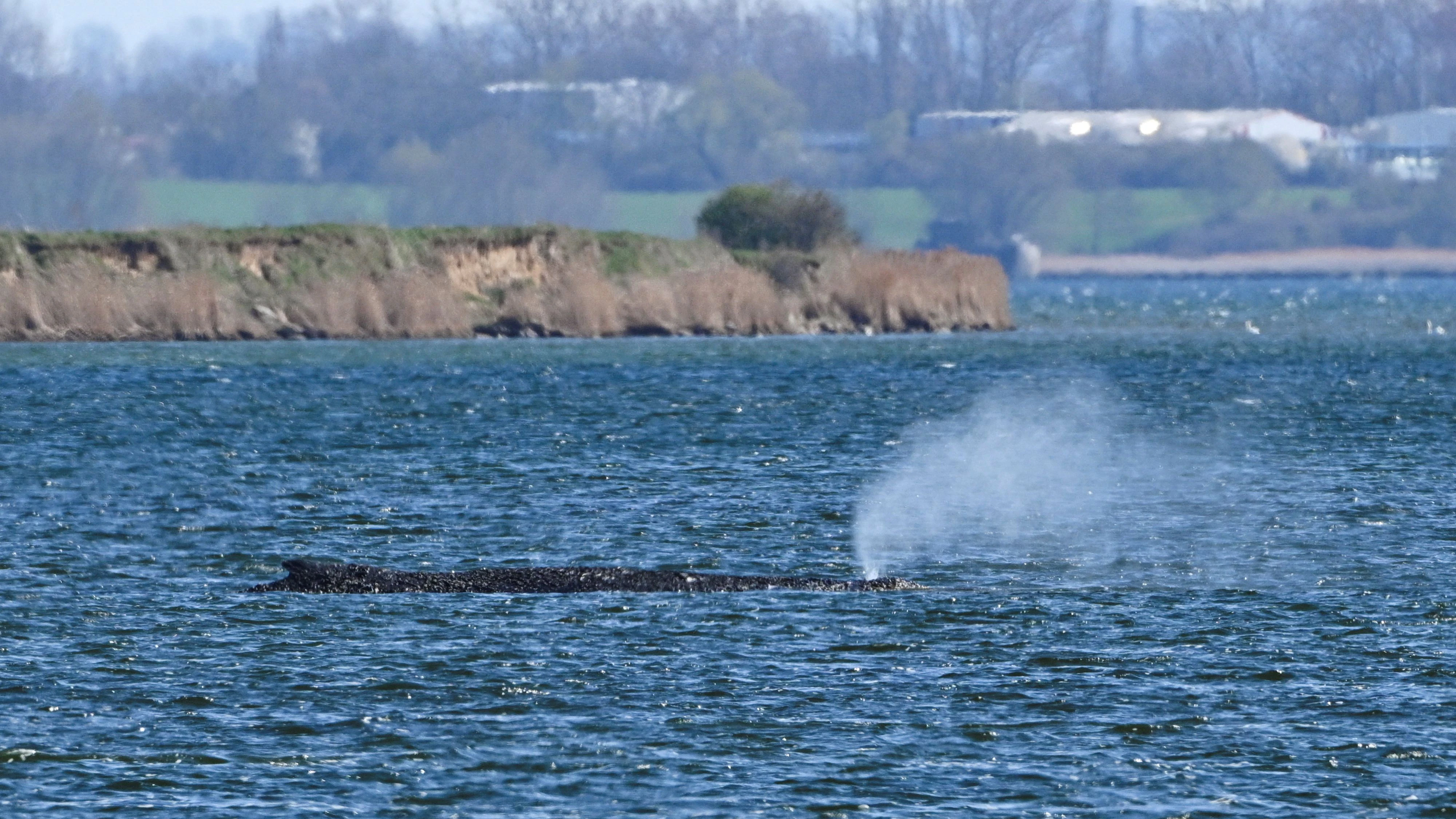 A humpback whale lies on a sandbank in the shallow waters off the Baltic sea island of Poel near Wismar, Germany April 9, 2026.  REUTERS/Annegret Hilse