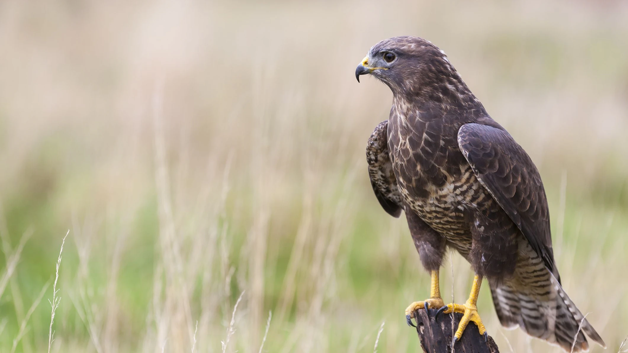 Heute.at - Grantl-Greifvogel attackiert hier mehr als 20 Menschen