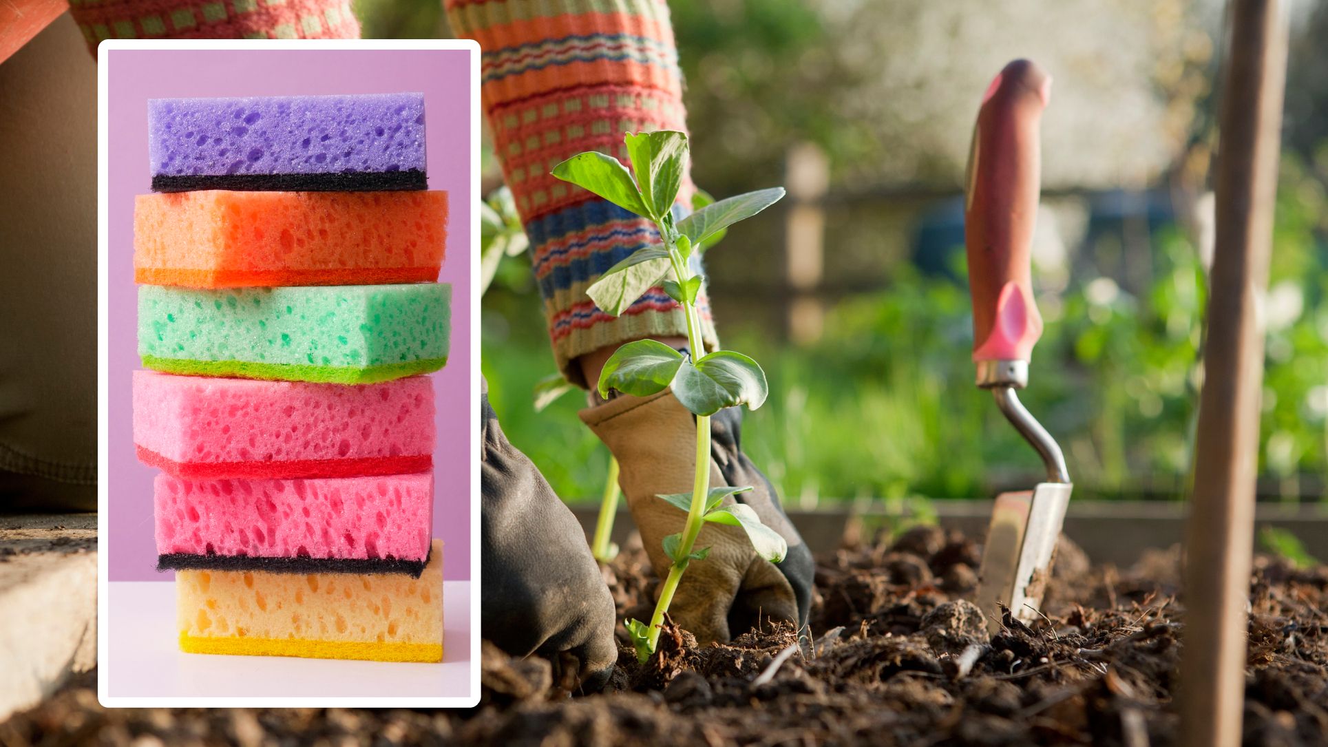 Alte Küchenschwämme sollen als Wasserspeicher für Pflanzen dienen.