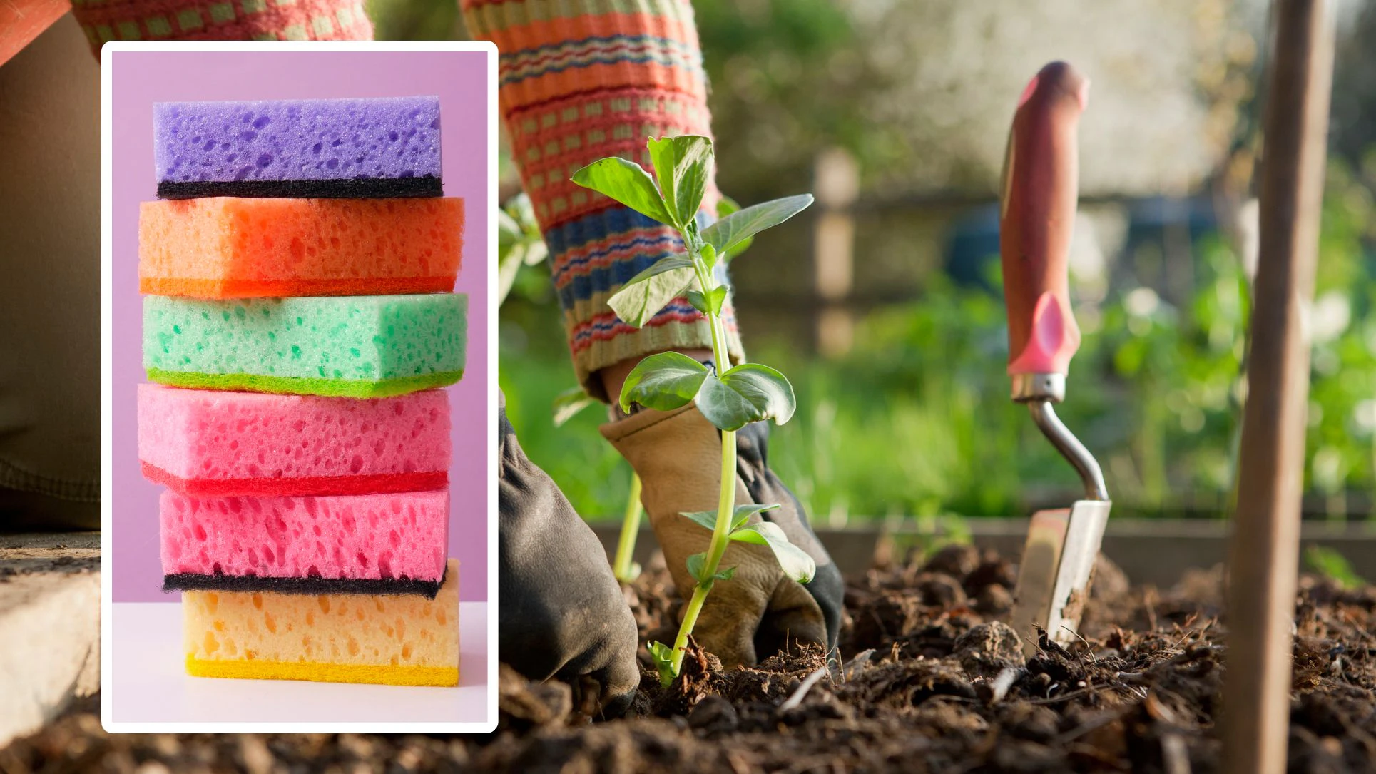 Heute.at - So gefährlich ist ein alter Küchenschwamm in der Erde