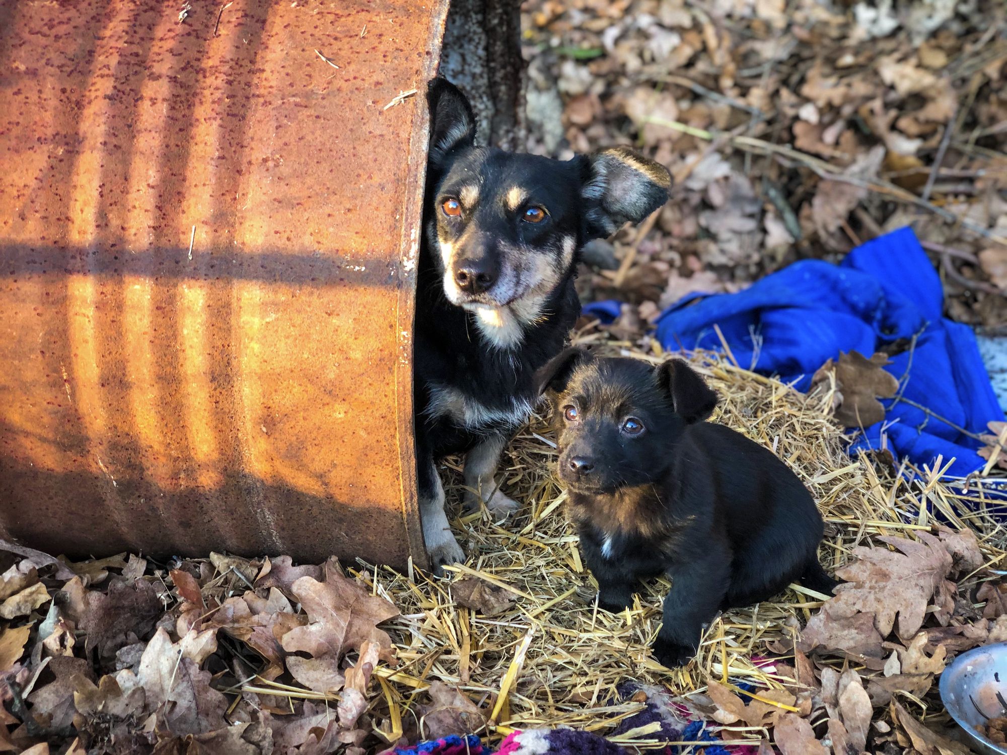 Heute.at - Finanzieren wir tausende Hunde-Tötungen in Rumänien?