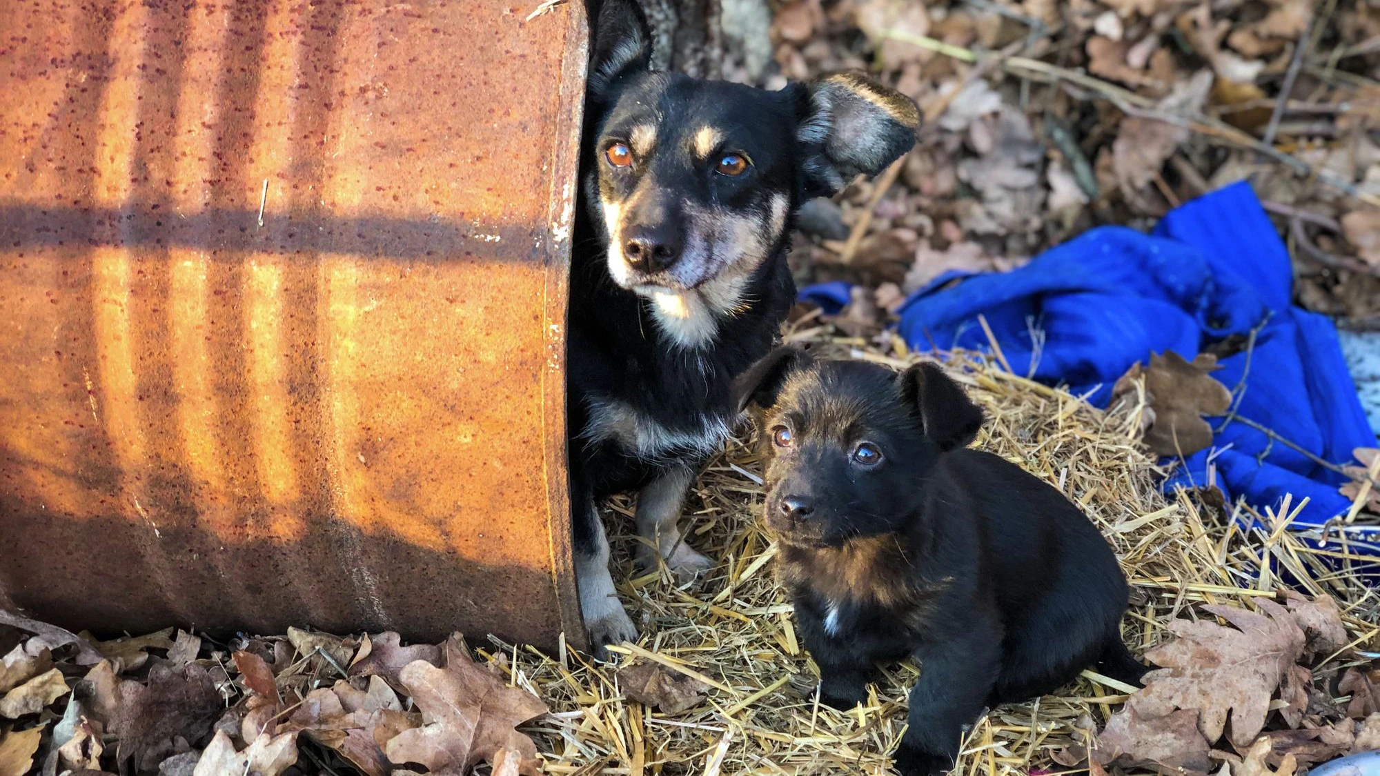 Die Straßenhunde in Rumänien sind ein lukratives Geschäft. 