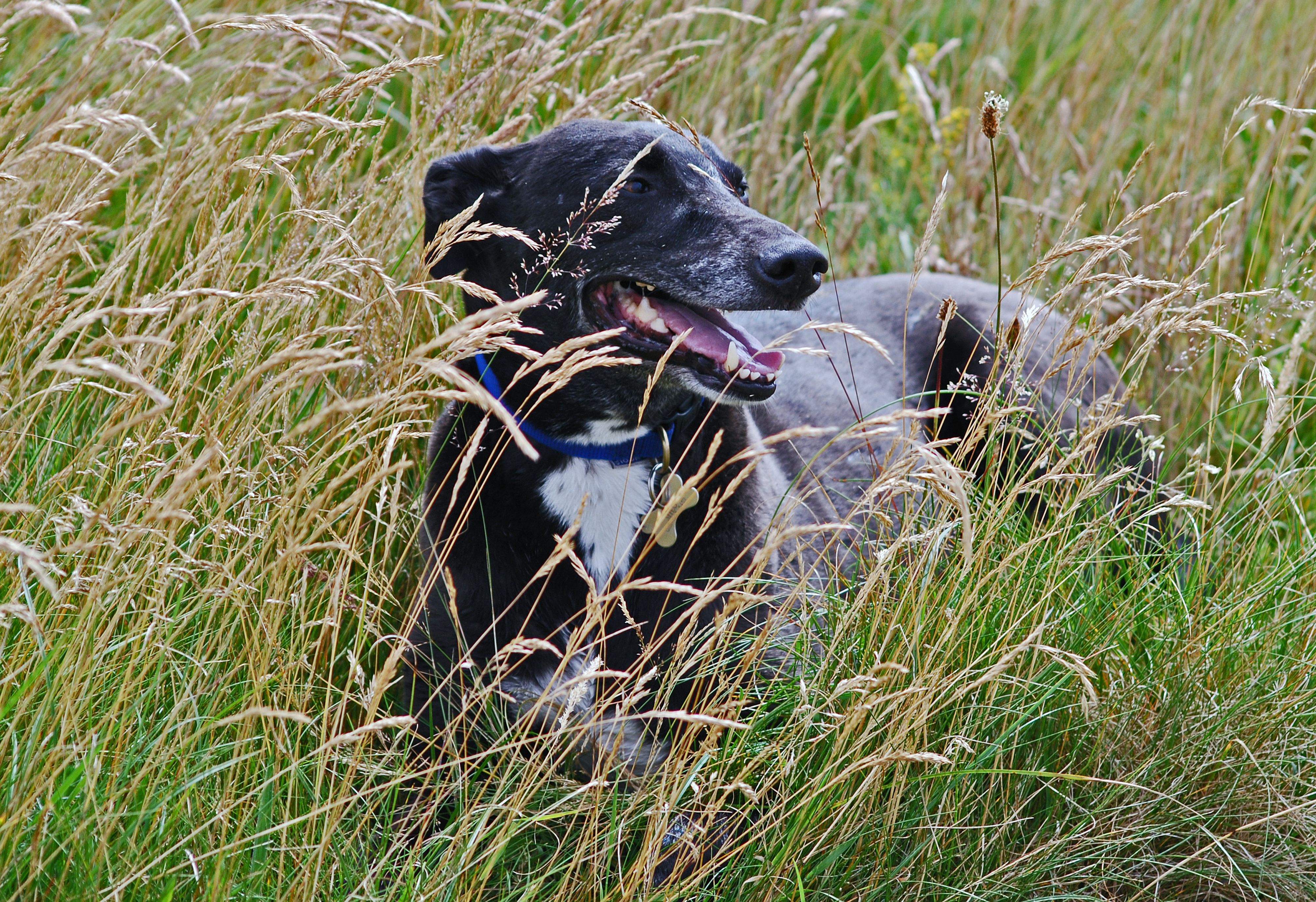 Ein Lurcher soll die junge Frau angegriffen und tödlich verletzt haben.