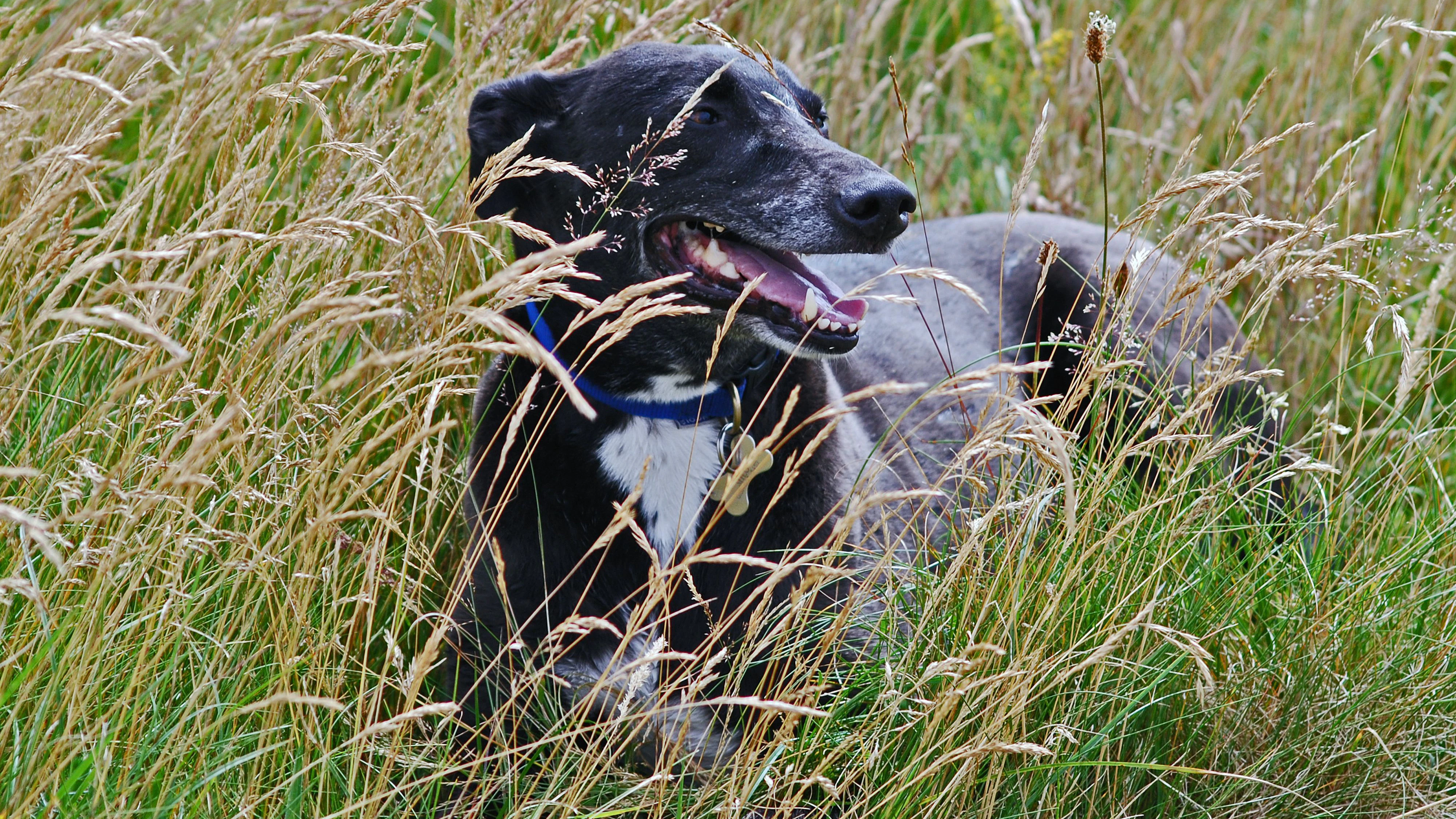 Ein Lurcher soll die junge Frau angegriffen und tödlich verletzt haben.