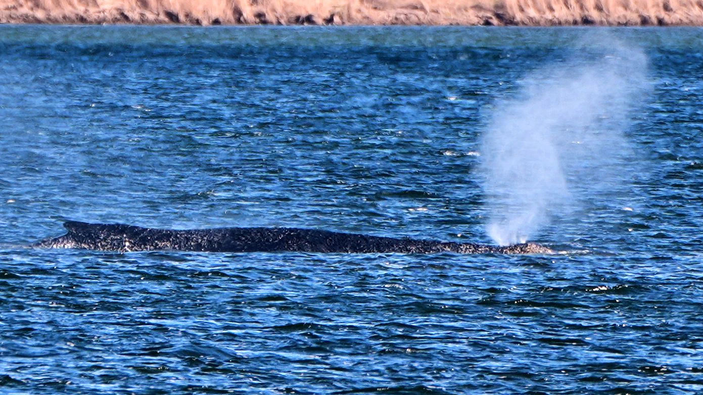 Heute.at - Frau springt von Fähre, schwimmt zu Buckelwal Timmy