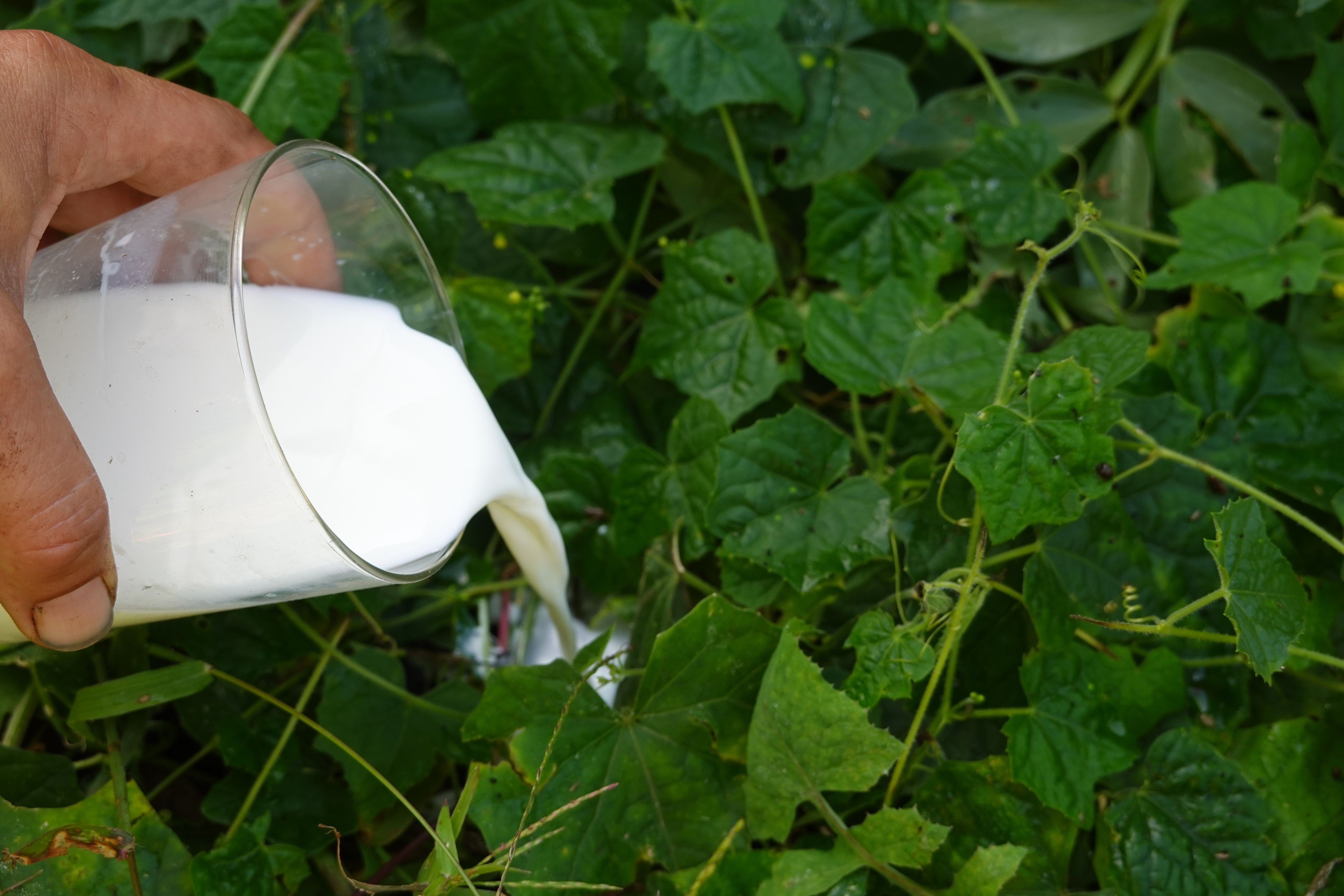 Milch soll Gurken zu echtem Wachstum verhelfen.