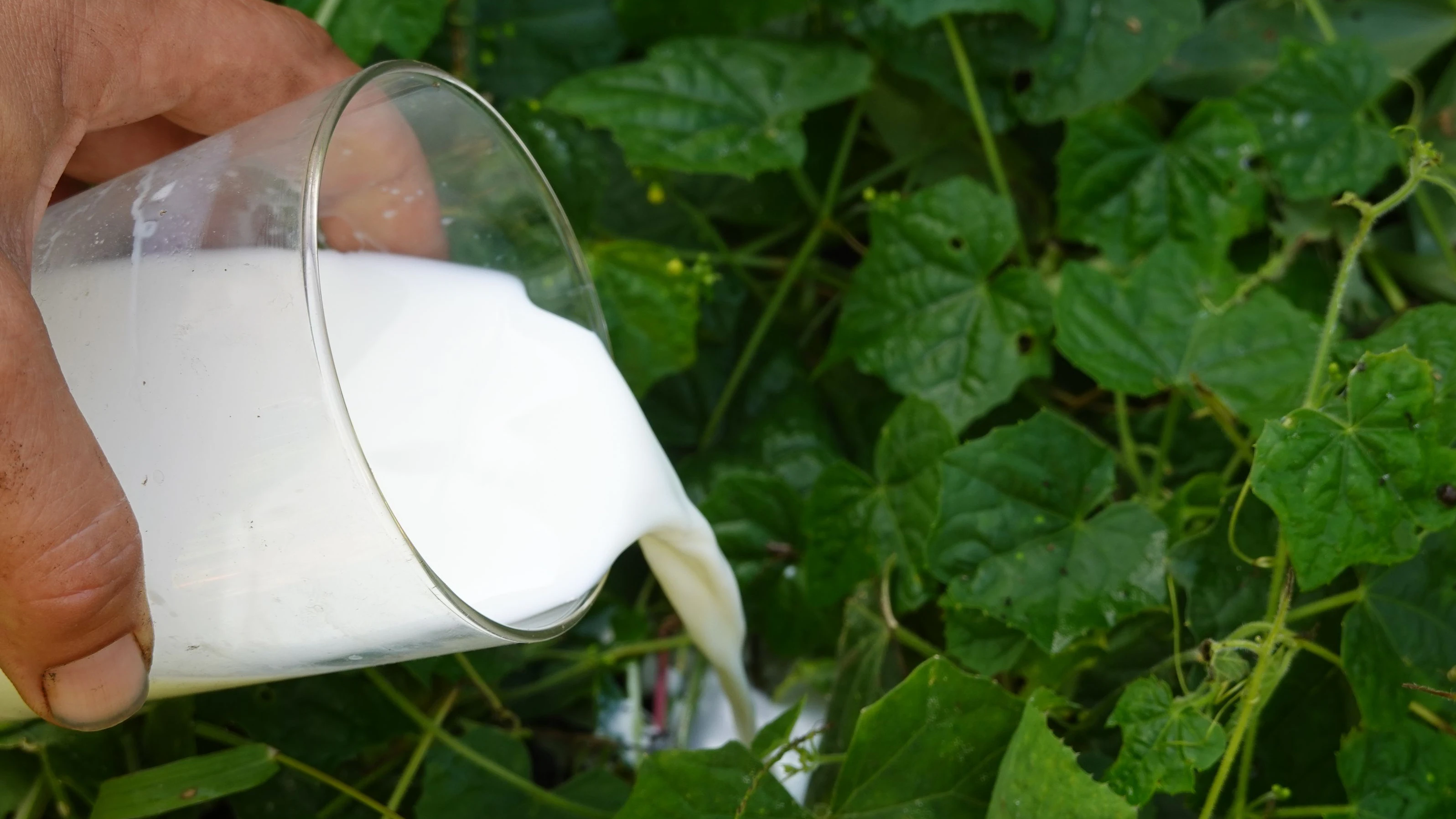 Heute.at - Milch als Dünger? So wachsen Gurken tatsächlich optimal