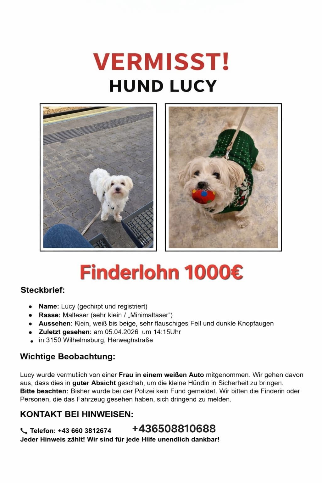 Heute.at - 1.000 Euro Finderlohn! Verzweifelte Suche nach Lucy