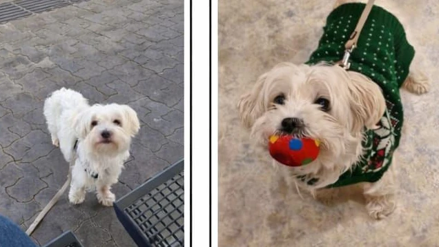 1.000 Euro Finderlohn! Verzweifelte Suche nach "Lucy"