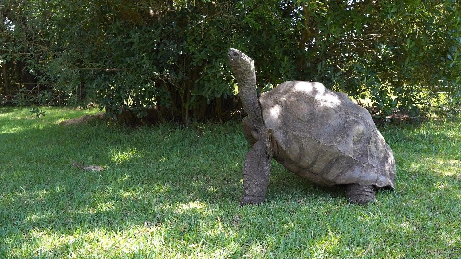 "Jonathan" hat beinahe 200 Jahre auf dem Panzer und gilt als Sehenswürdigkeit der Insel St. Helena.