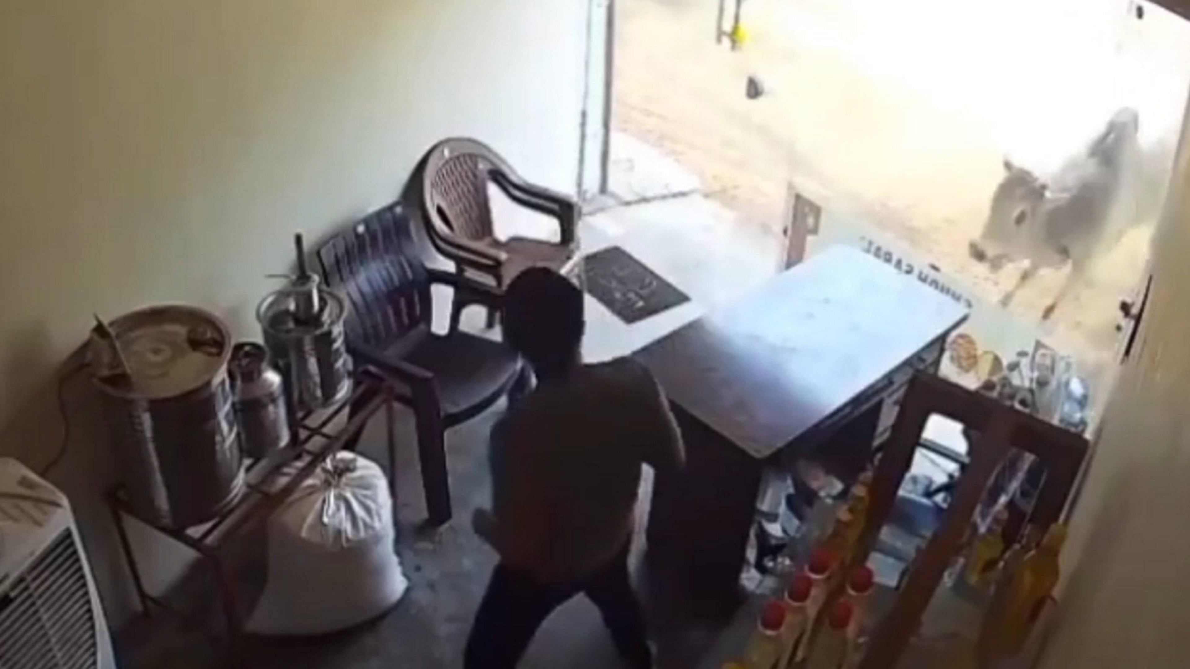 Während eines Kampfes haben es zwei brünstige Bullen ein wenig zu gut gemeint.