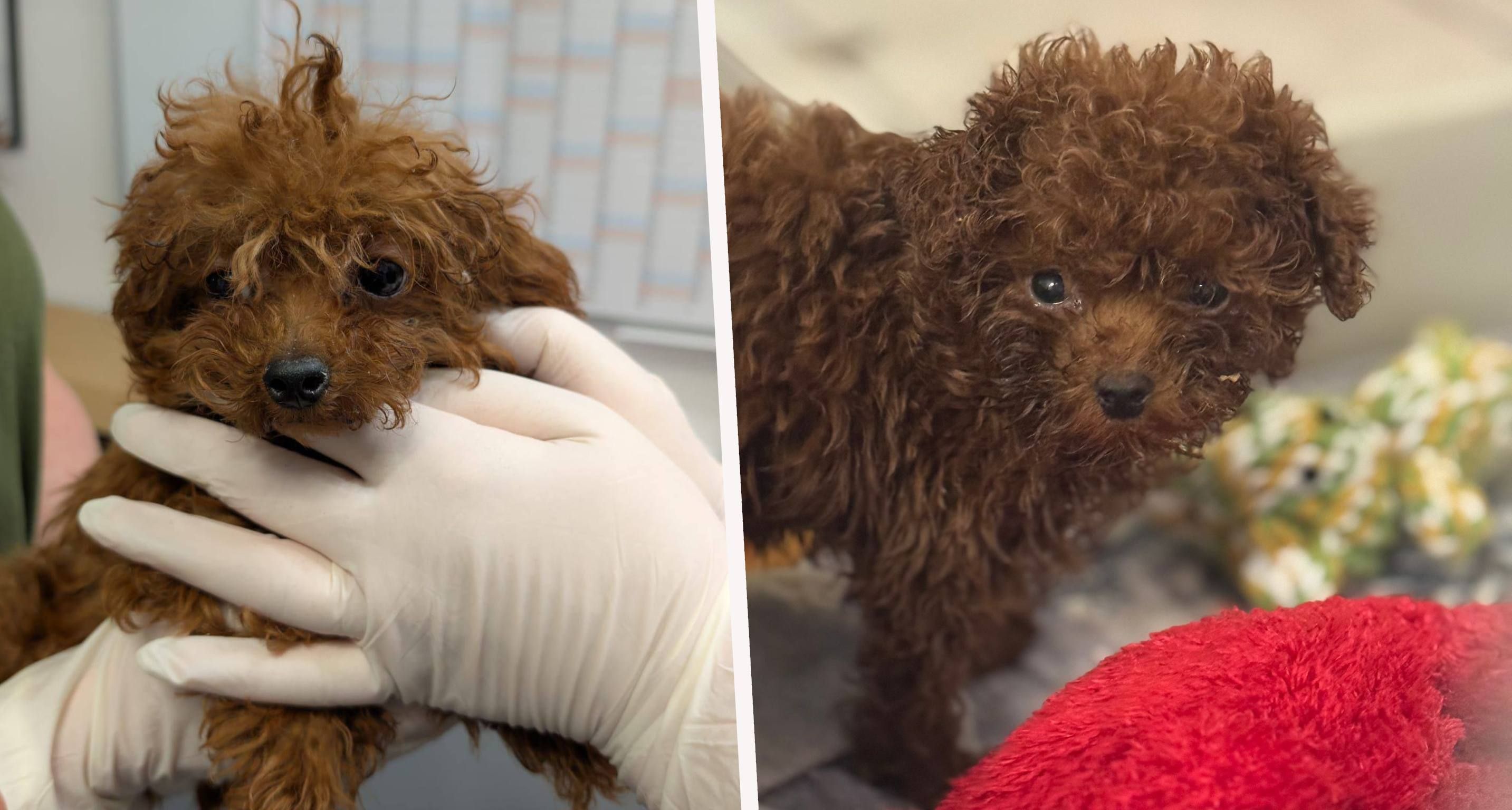 Die kleinen Welpen sind schwer krank und geschwächt - im Tierheim und auf der Vetmed kämpfen sie derzeit ums Überleben.