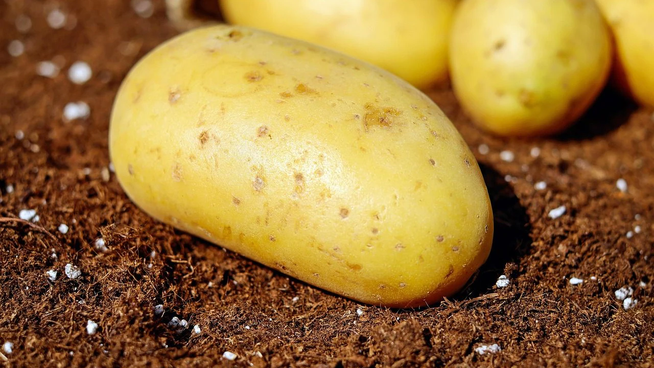Heute.at - Lorbeerblatt hält Kartoffeln länger frisch