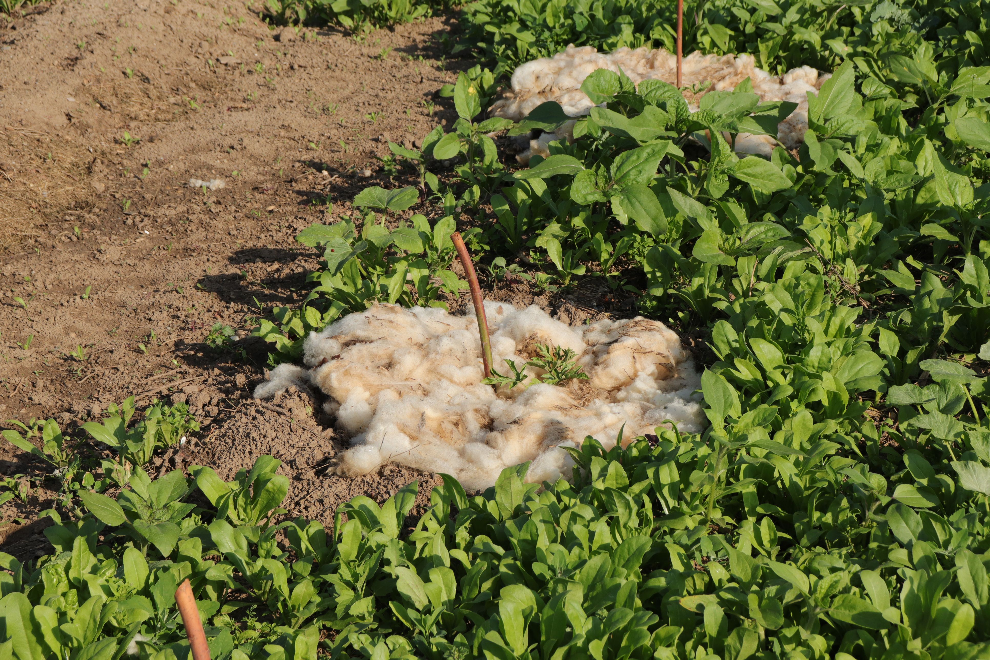 Was auf den ersten Blick ungewöhnlich klingt, hat sich unter Gartenprofis längst bewährt: Schafwolle gilt als echtes Multitalent.