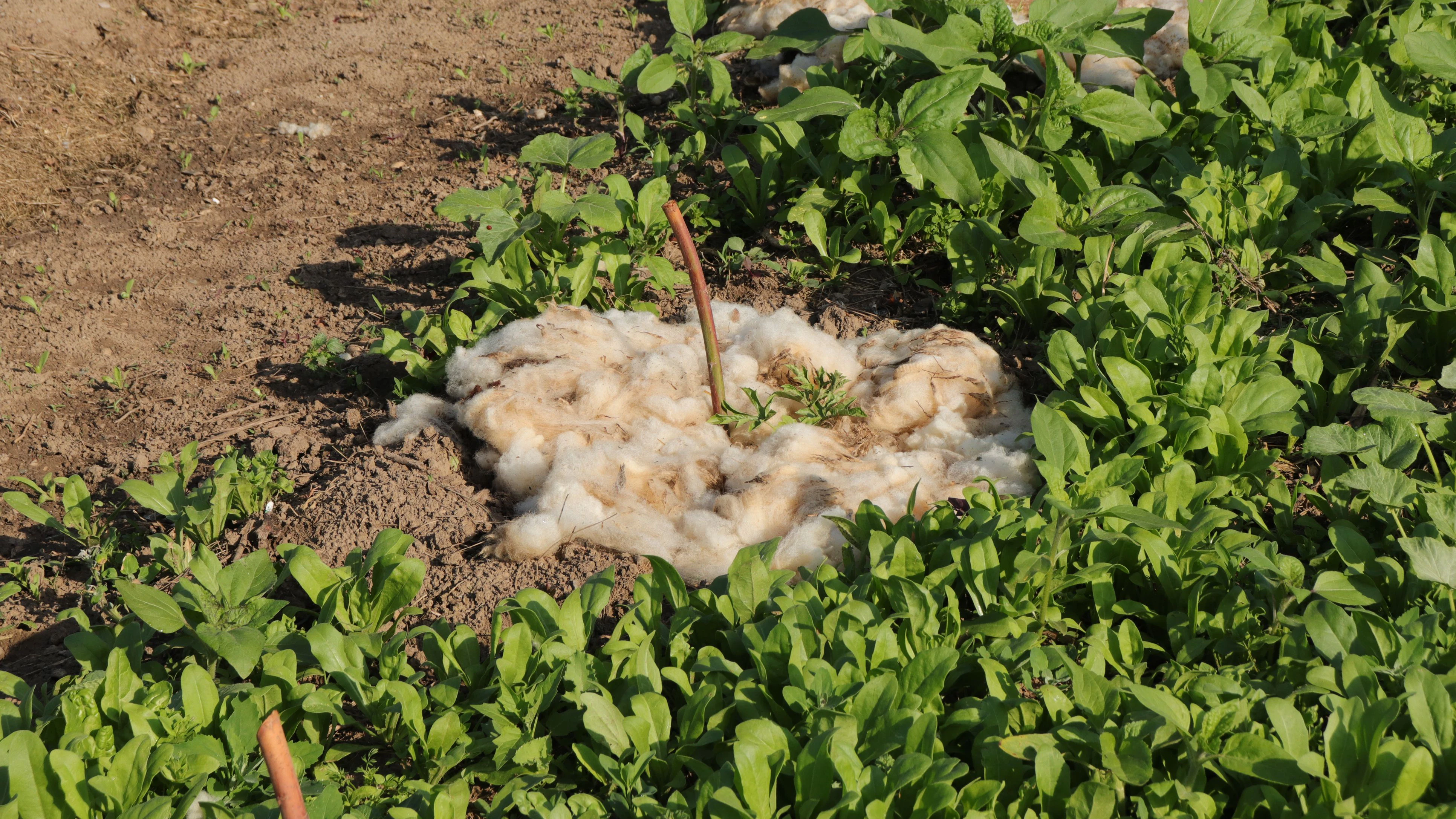 Schafwolle als Dünger...