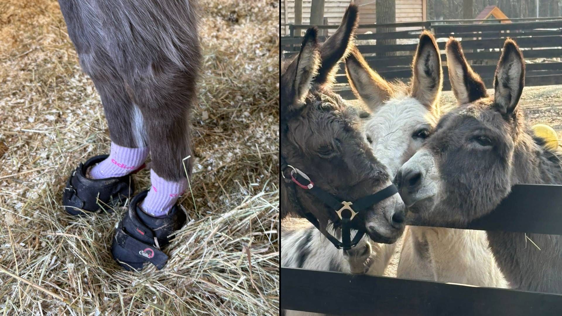 Patscherl und Adidas-Socken? Nur das Beste für die kuschelige Esel-Omi.