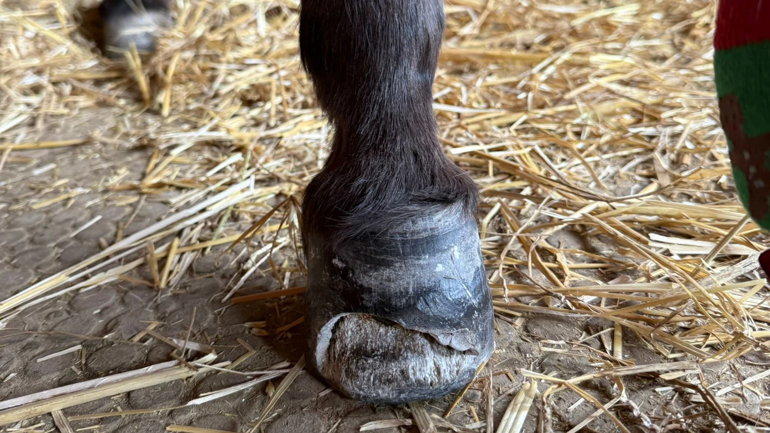 Die sogenannte "White Line Disease" wird leider oftmals unterschätzt. 
