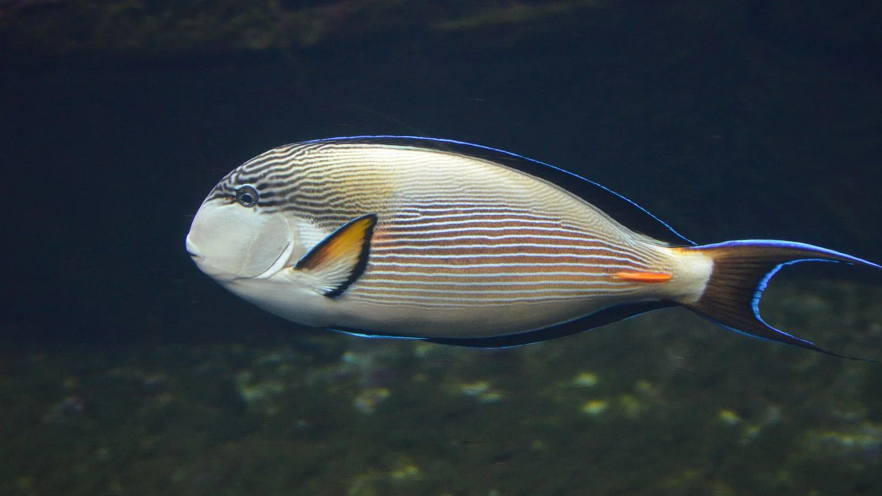 Der sogenannte "Monrovia-Doktorfisch" ist eigentlich ein tropischer Fisch. 