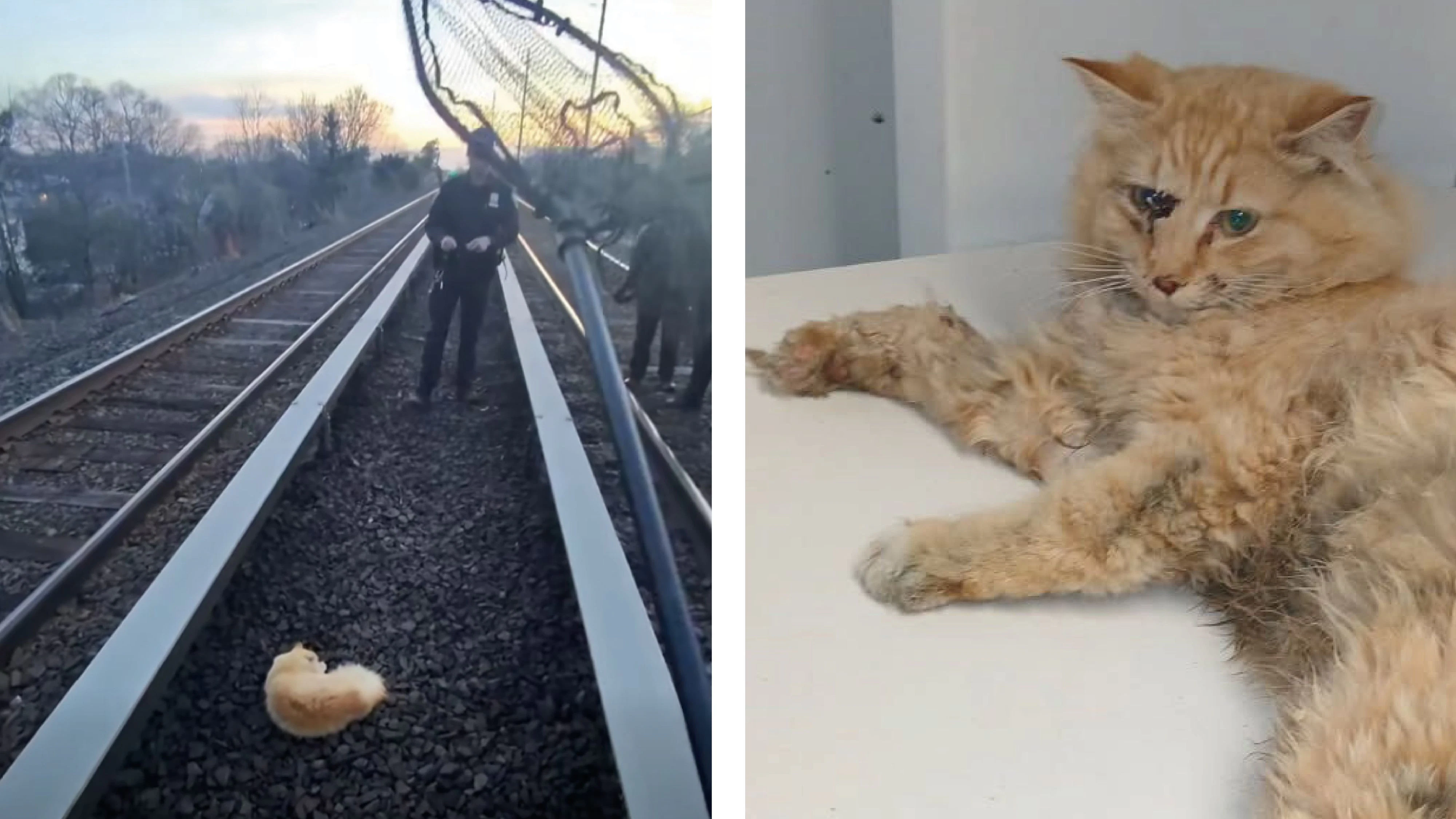 Kater "Garfield" wurde auf Long Island von einem Zug angefahren und überlebte schwer verletzt