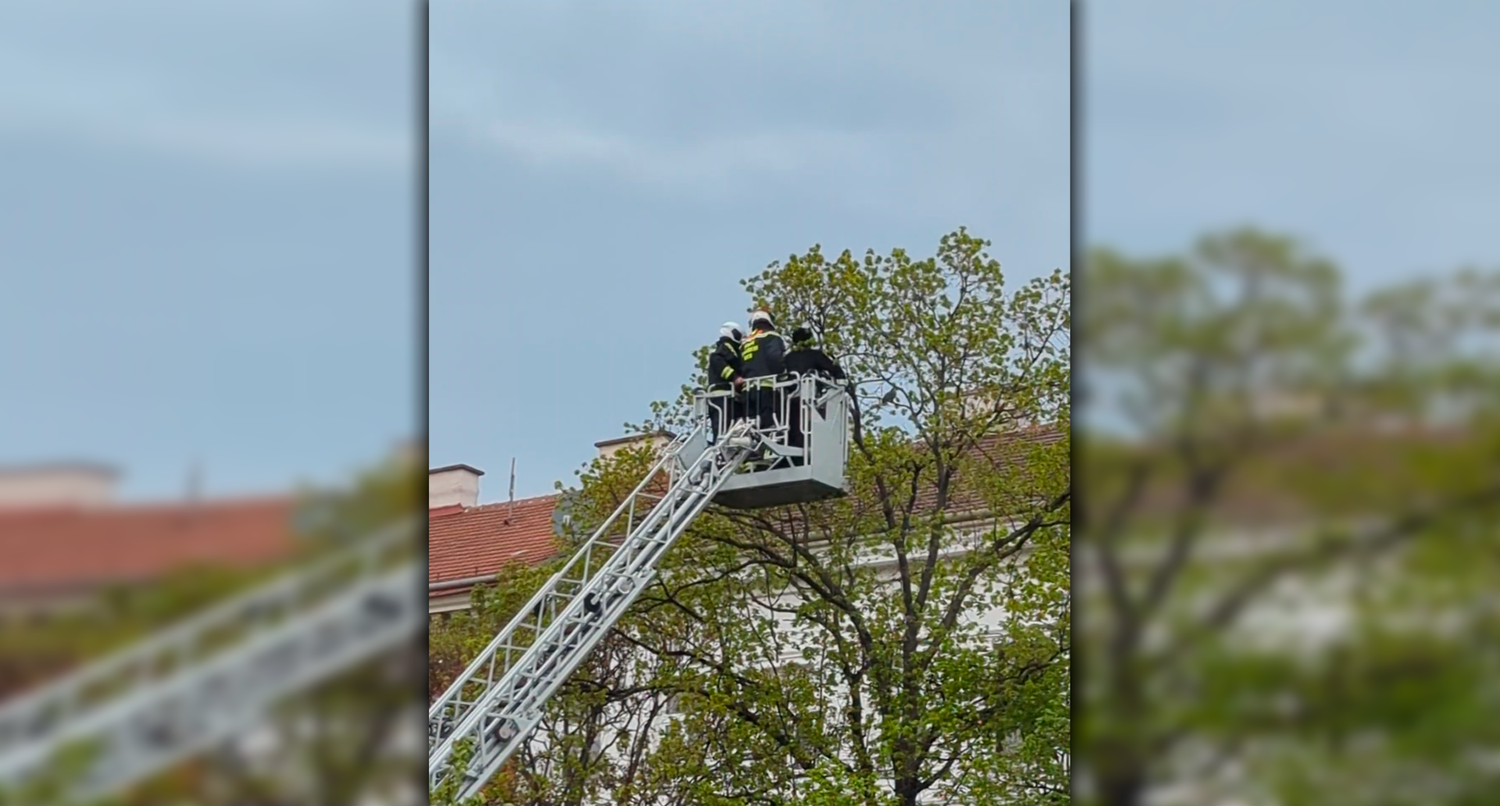 Die Feuerwehr wollte den entflogenen Papagei einfangen, doch das Tier spielte nicht mit.