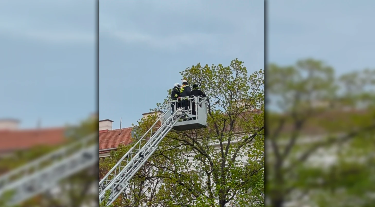 Die Feuerwehr musste den Papagei retten. 