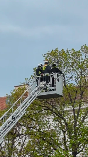 Wiener Feuerwehr rettet Papagei: Ungewöhnlicher Einsatz am Zimmermannplatz sorgt für Aufsehen, der Ausreißer fliegt einfach davon.