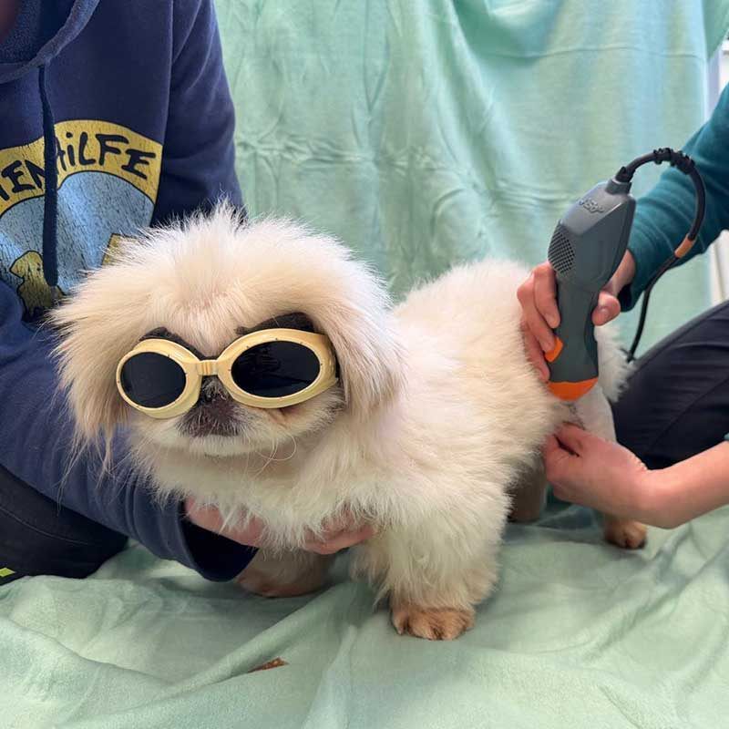 Merlin musste an den Hinterbeinen operiert werden.