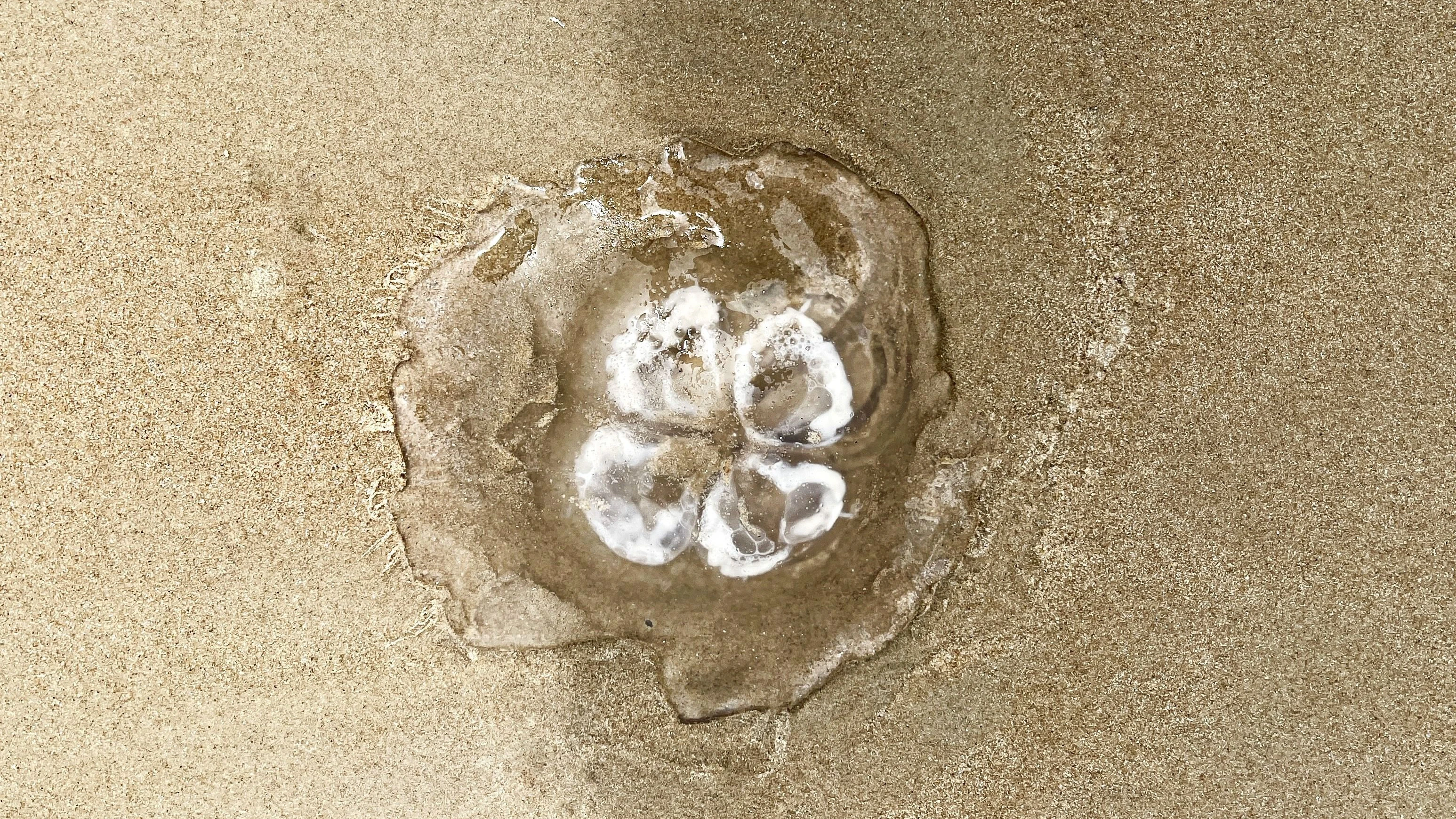 Mondquallen sind in der Regel zwar nicht lebensgefährlich, der Kontakt kann jedoch sehr schmerzhaft sein.