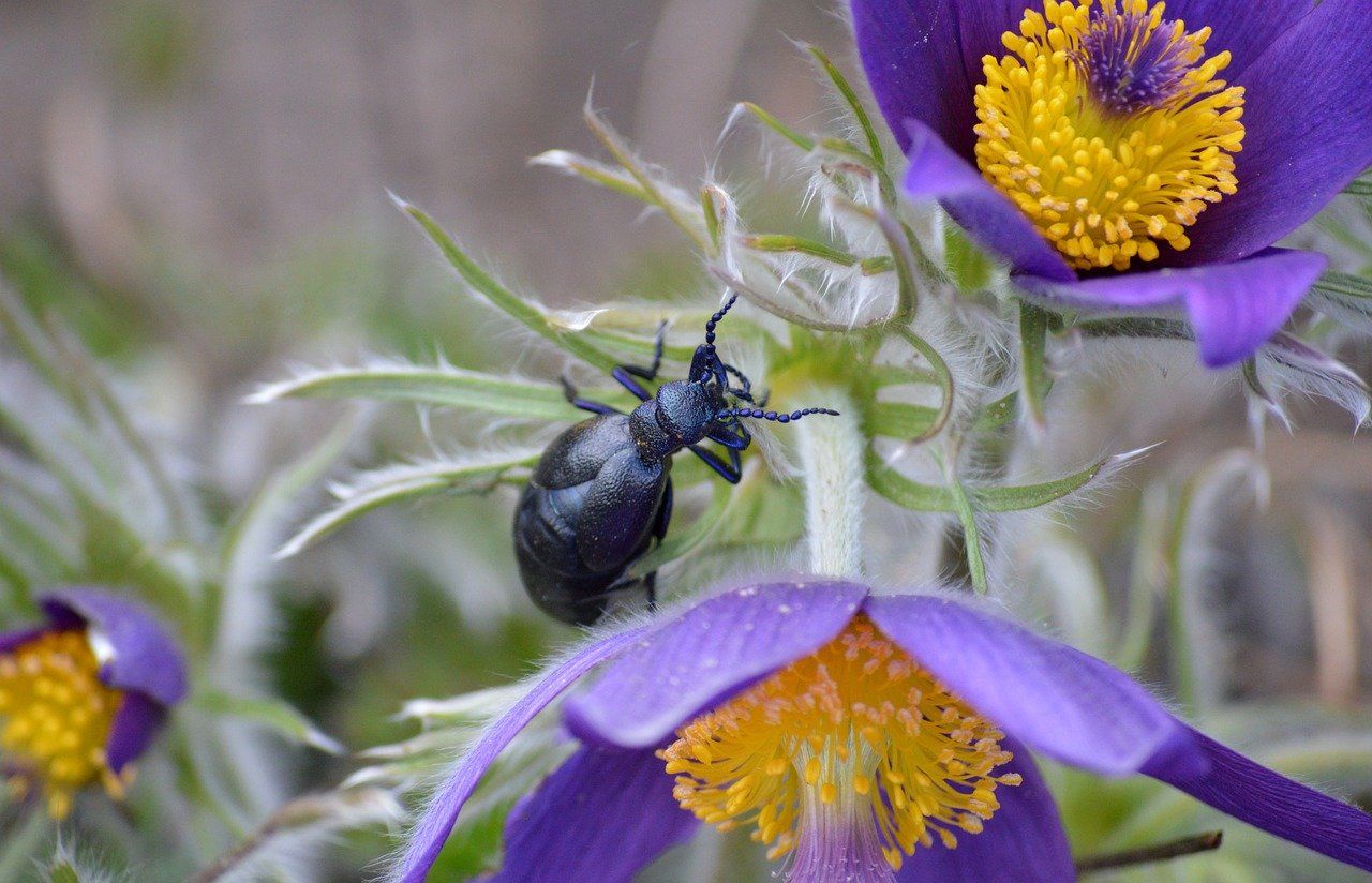 Violetter Ölkäfer auf Blüte