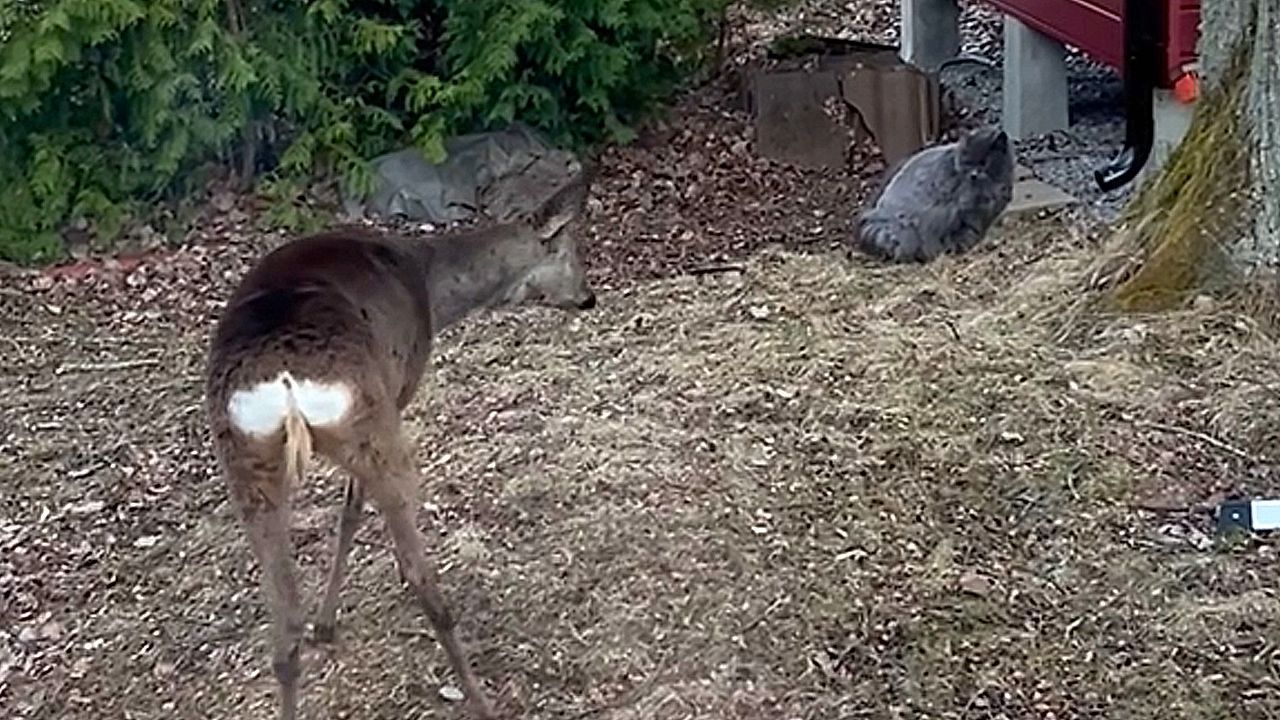 Dem Hirsch sollte bald Hören und Sehen vergehen.