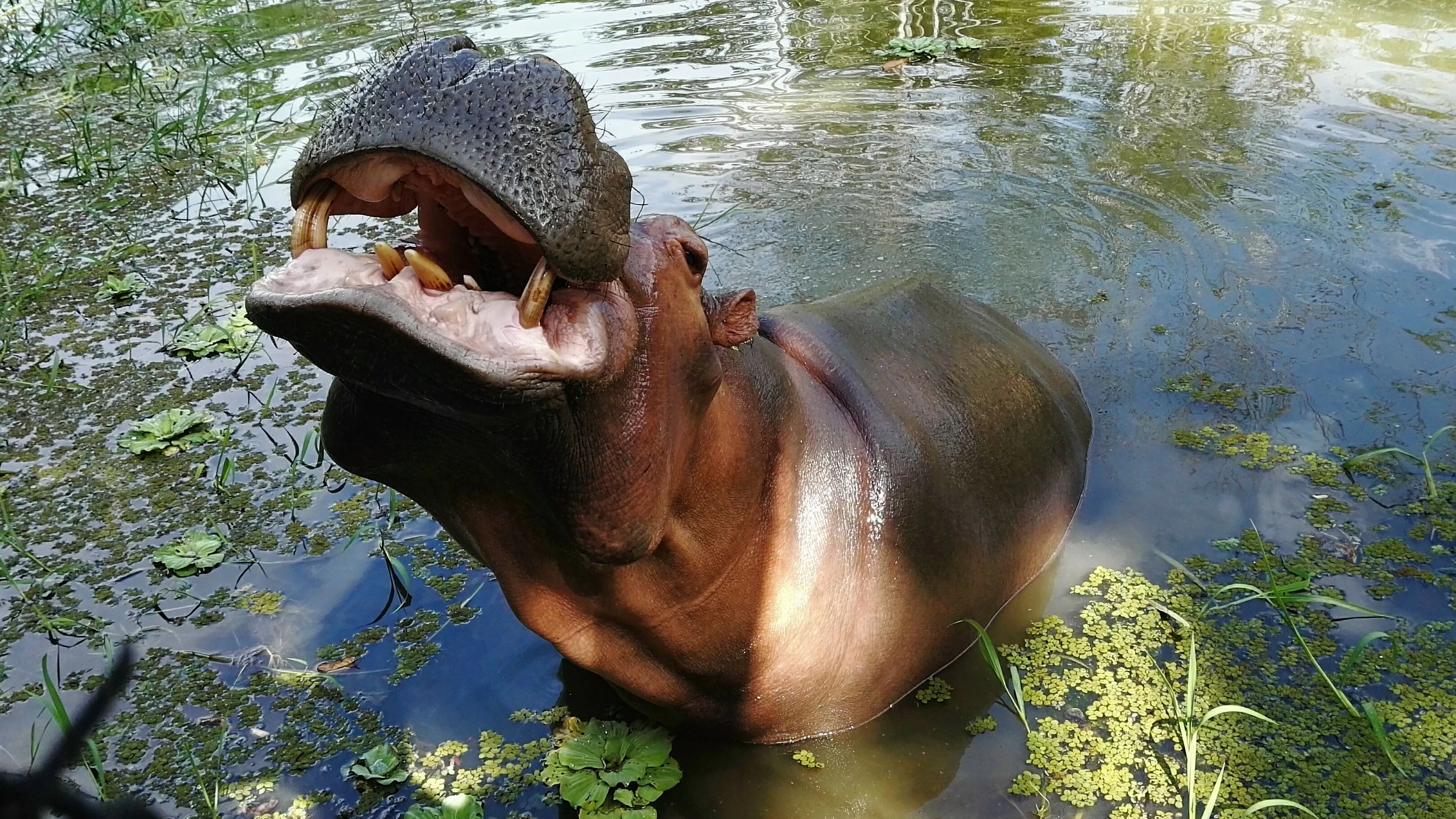 Heute.at - Den Kokain-Flusspferden droht ein trauriges Schicksal