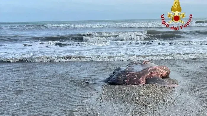 Heute.at - Riesen-Mondfisch tot vor Venedig entdeckt