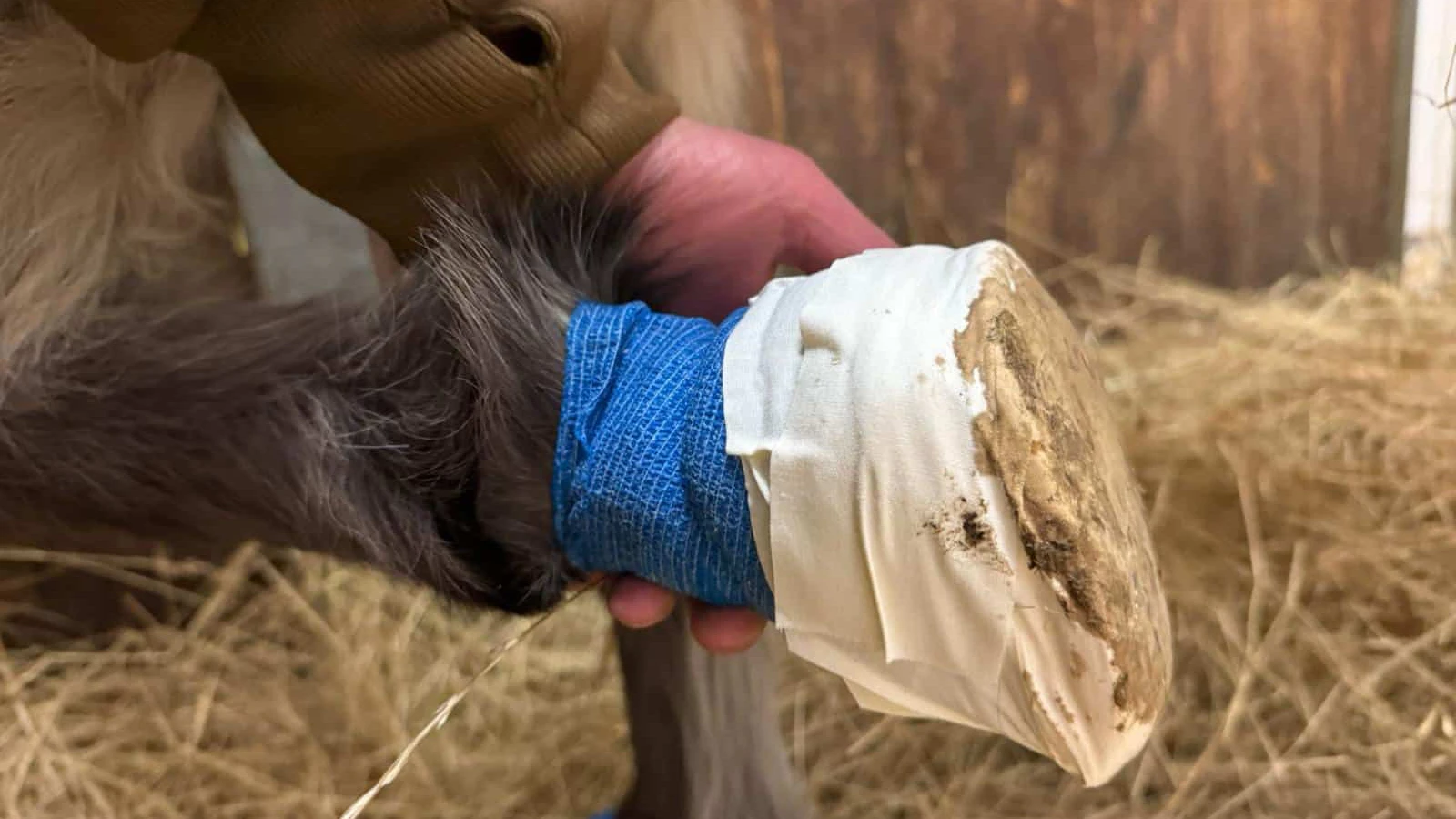 Wochenlang musste "Mary" auf der Vetmed Wien dicke Verbände tragen. 