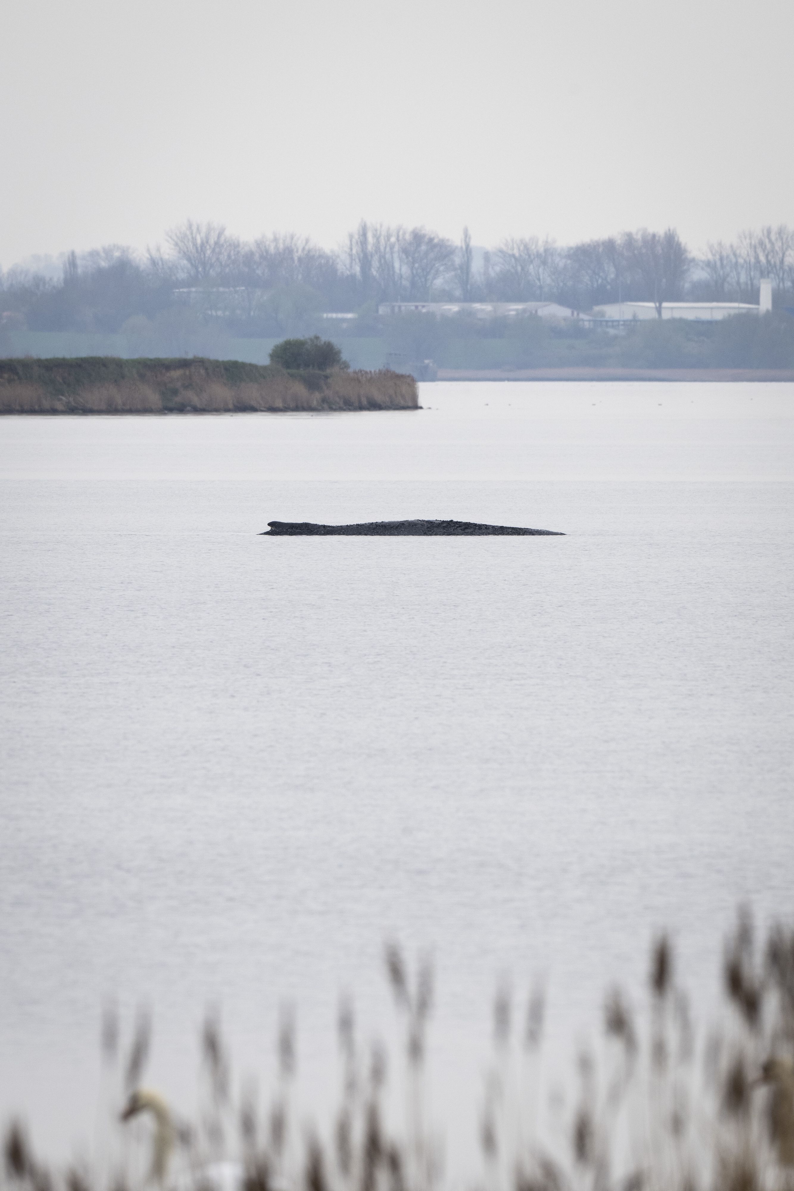 Für den gestrandeten Wal Timmy gibt es praktisch keine Hoffnung mehr.