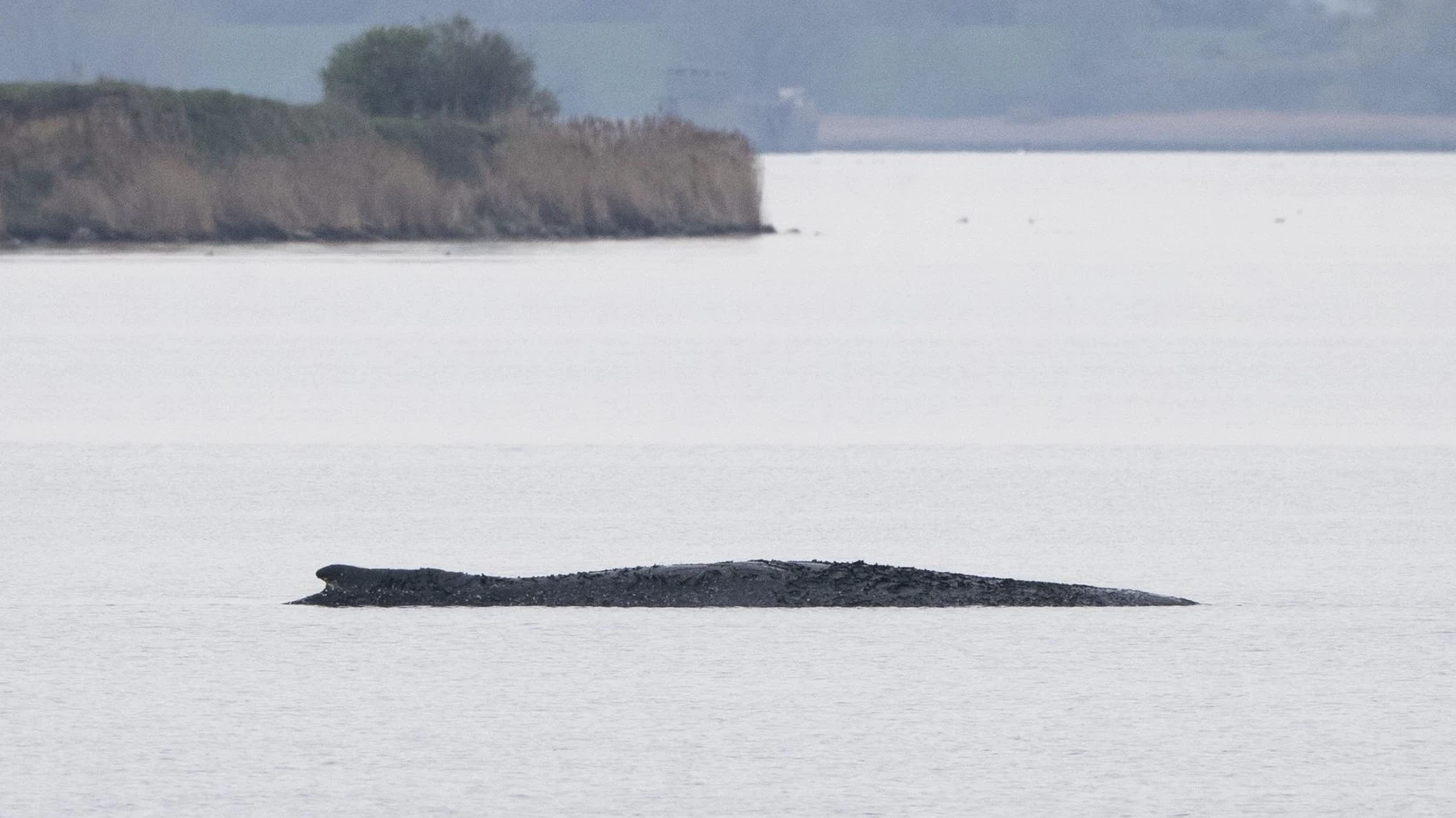 Heute.at - Wird Buckelwal Timmy jetzt in die Luft gesprengt?