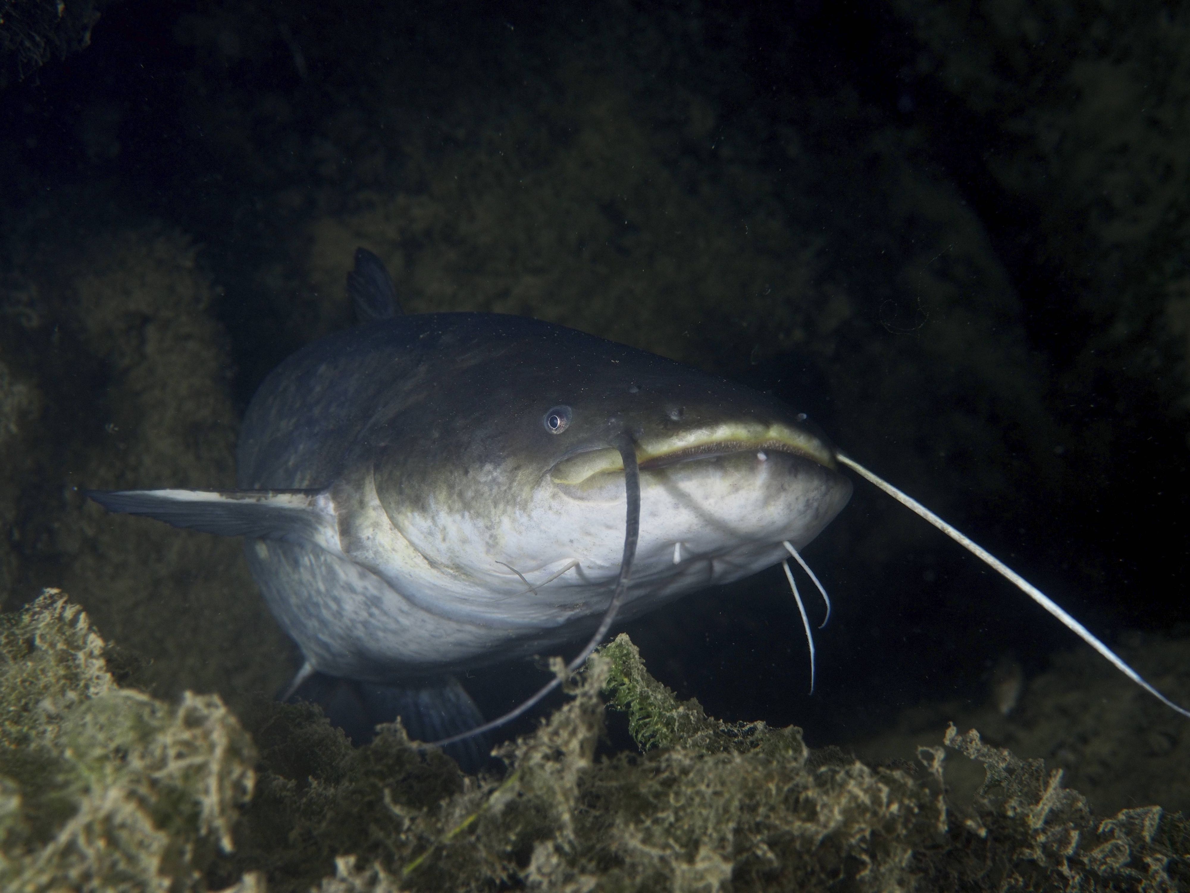 Welse können eine stolze Größe erreichen. (Symbolbild)
