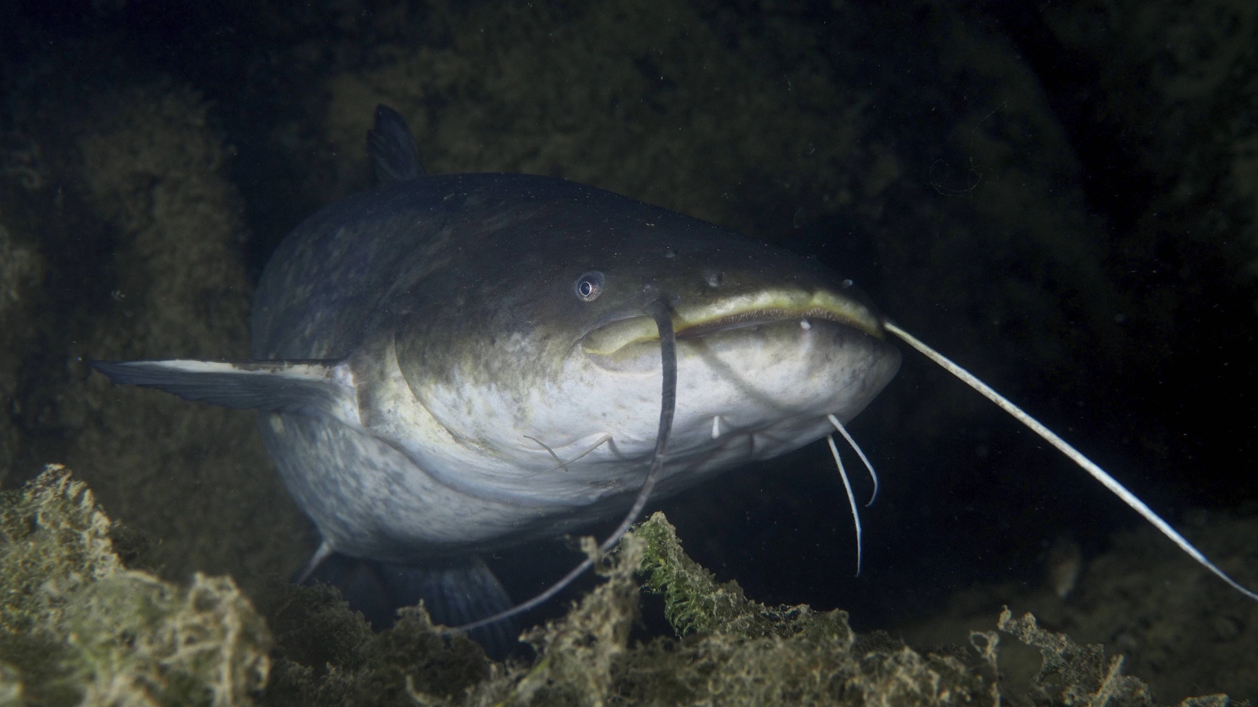 Welse können eine stolze Größe erreichen. (Symbolbild)
