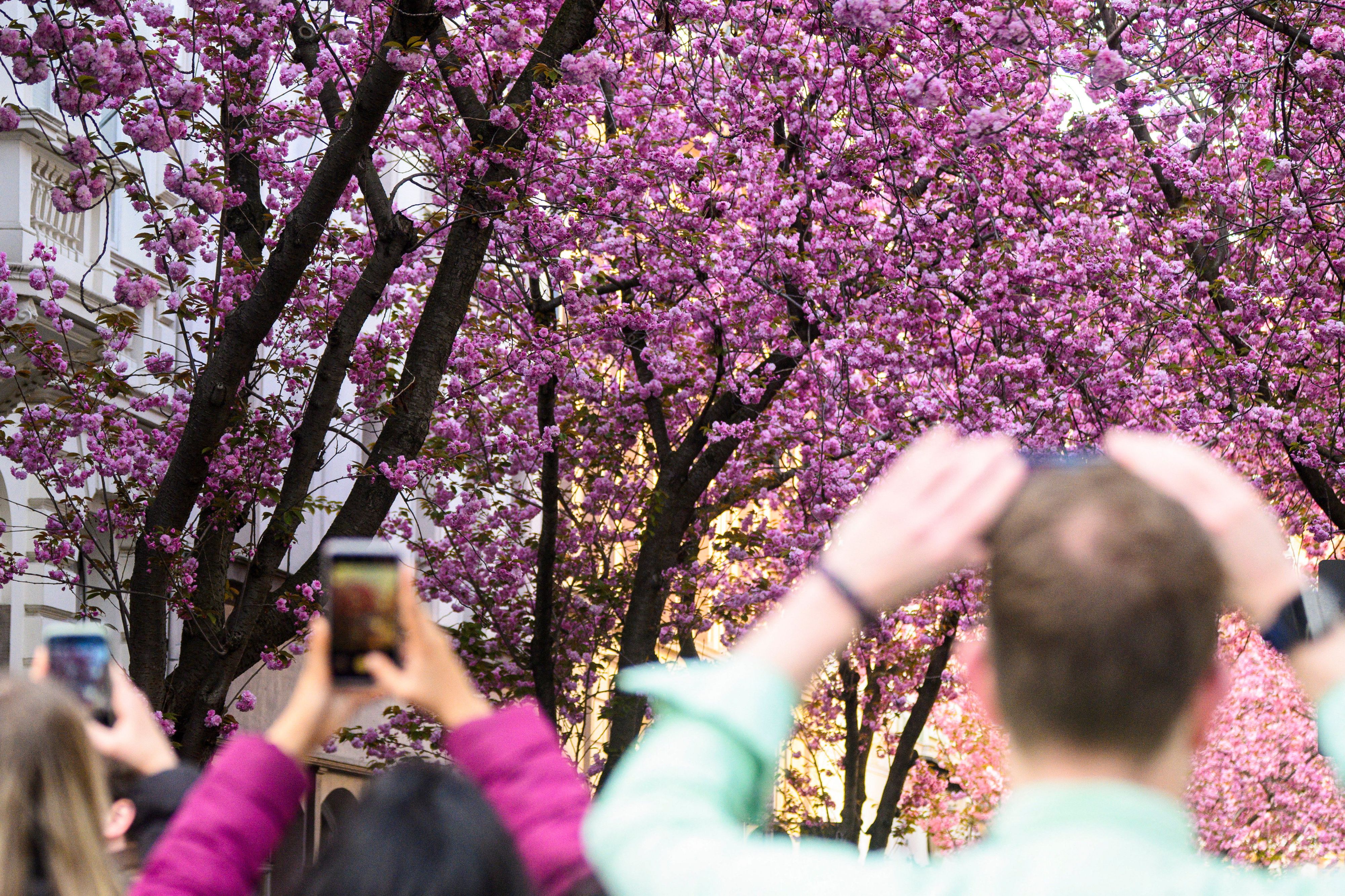 Kirschblüten in der Bonner Altstadt.