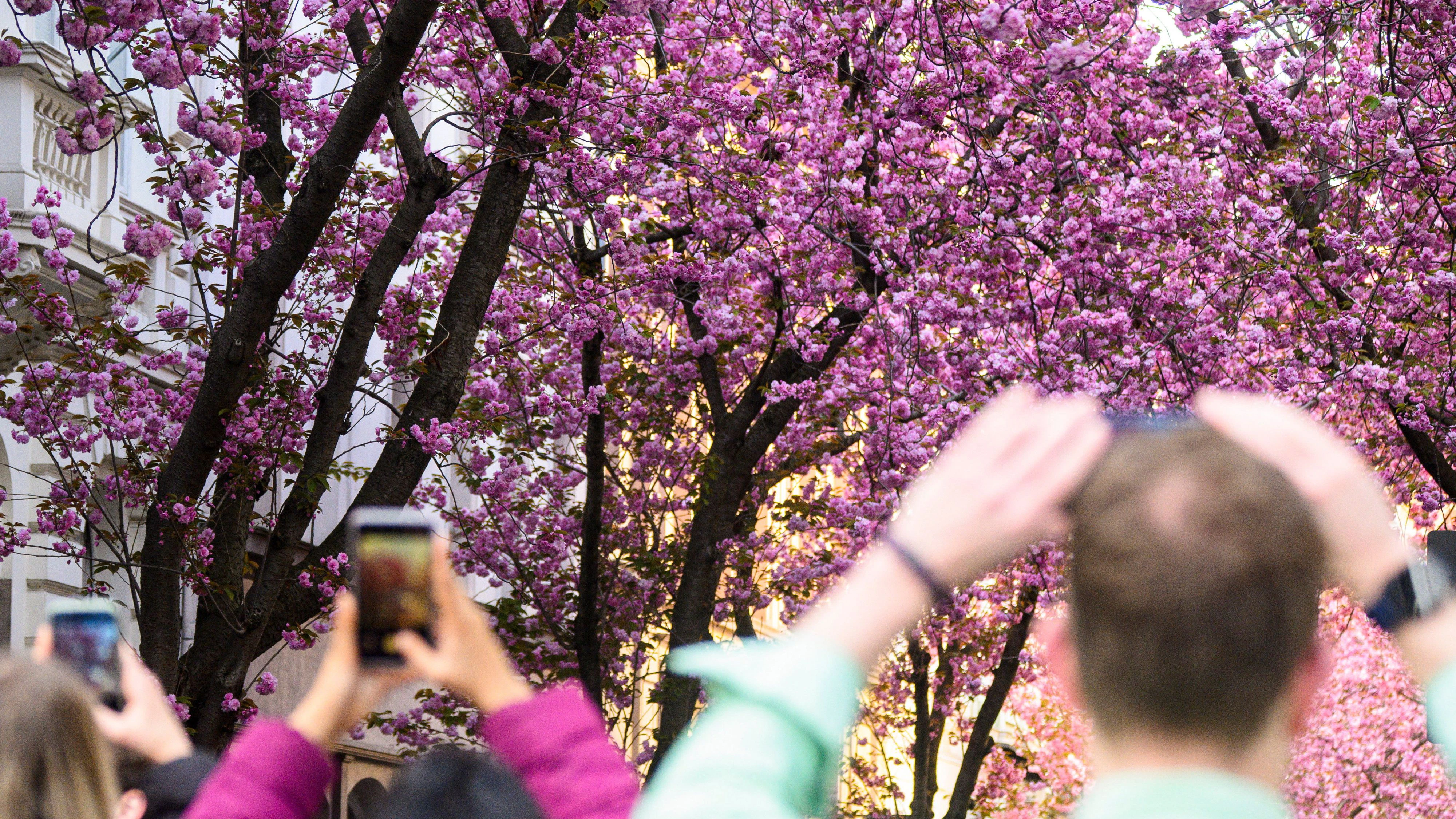 Heute.at - Hunderte tanzen Salsa unter Kirschblütenmeer