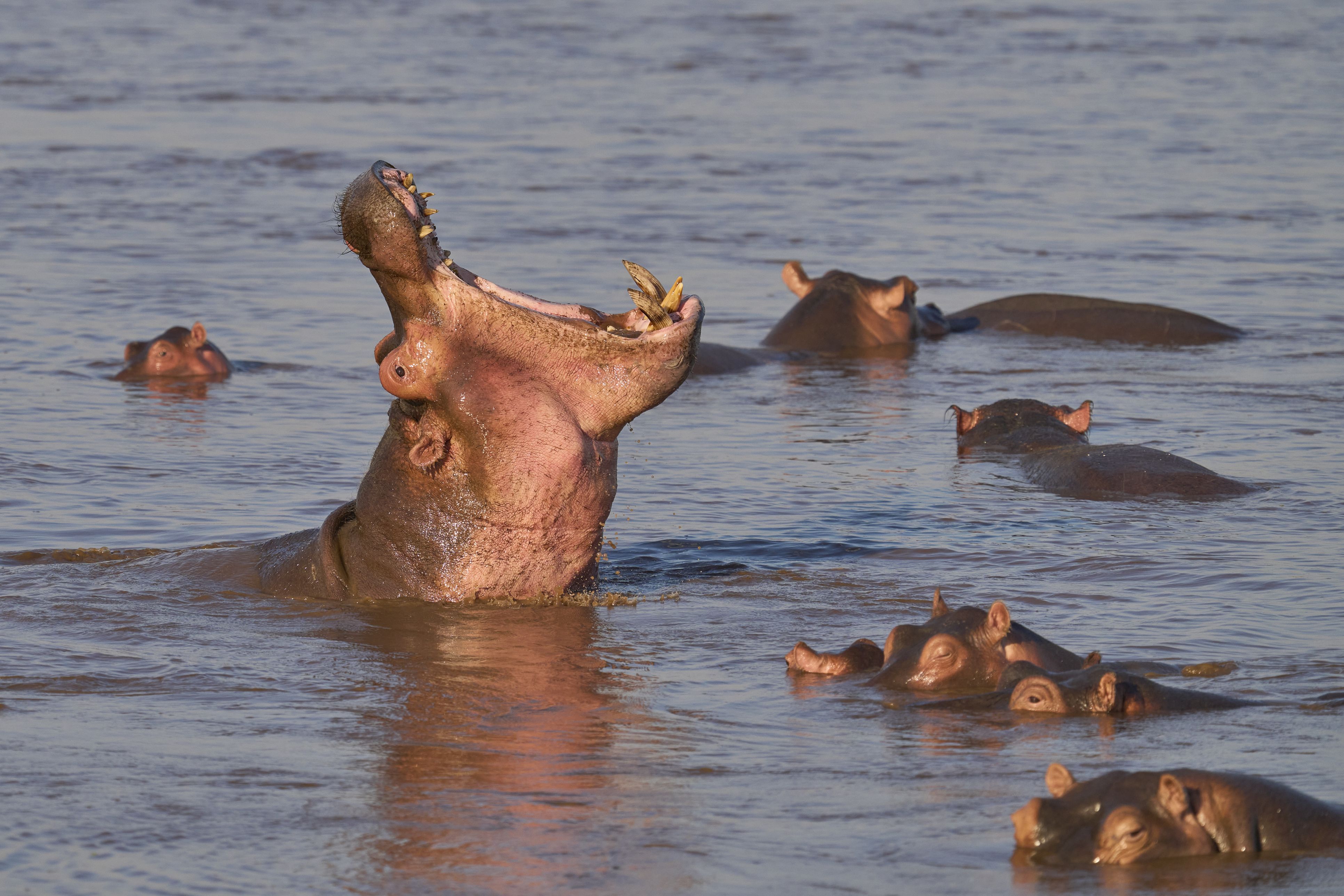 Die Nilpferde werden zur Last für die kolumbianischen Behörden. 