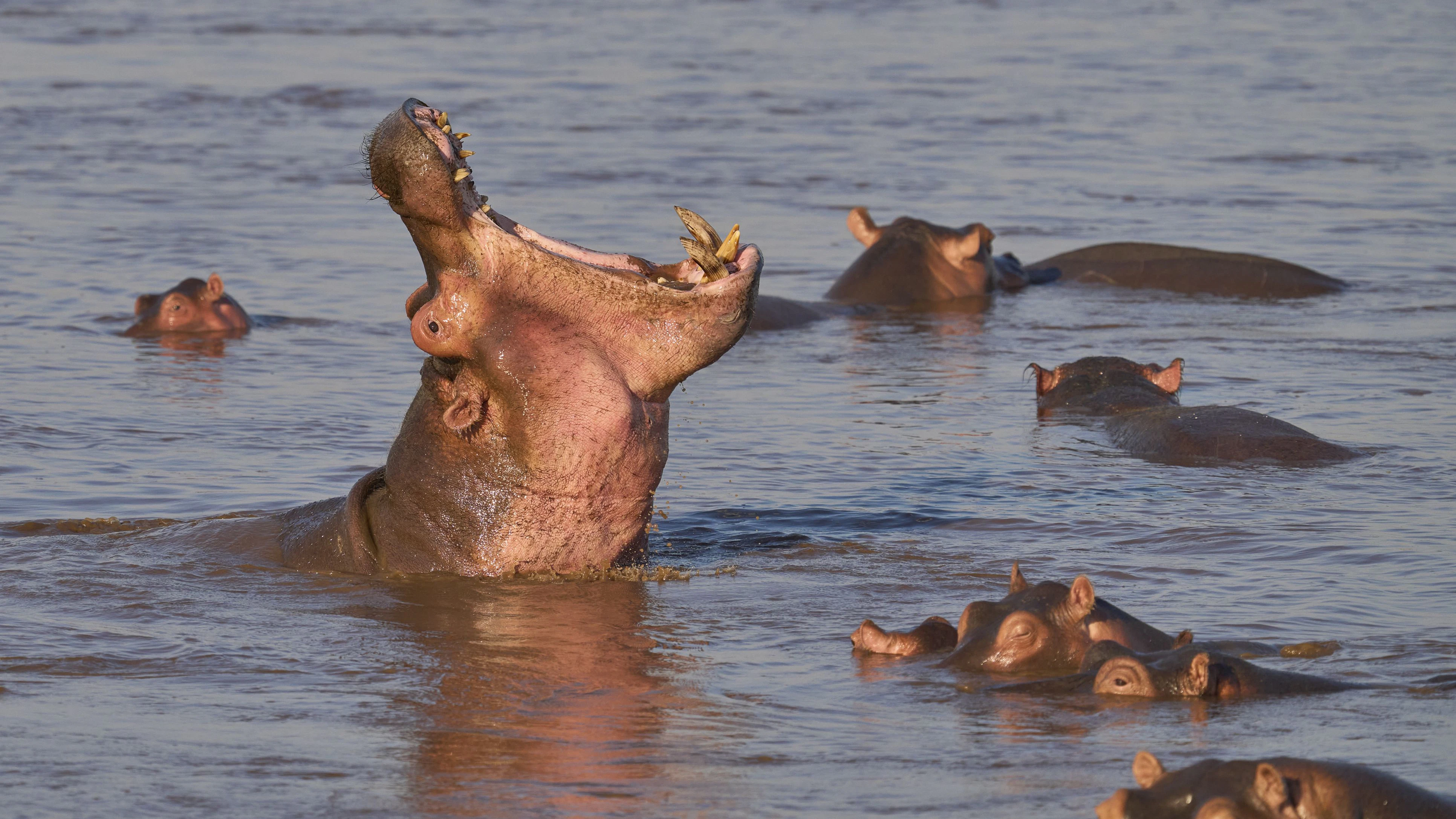 Heute.at - Escobars Kokain-Hippos sollen erschossen werden