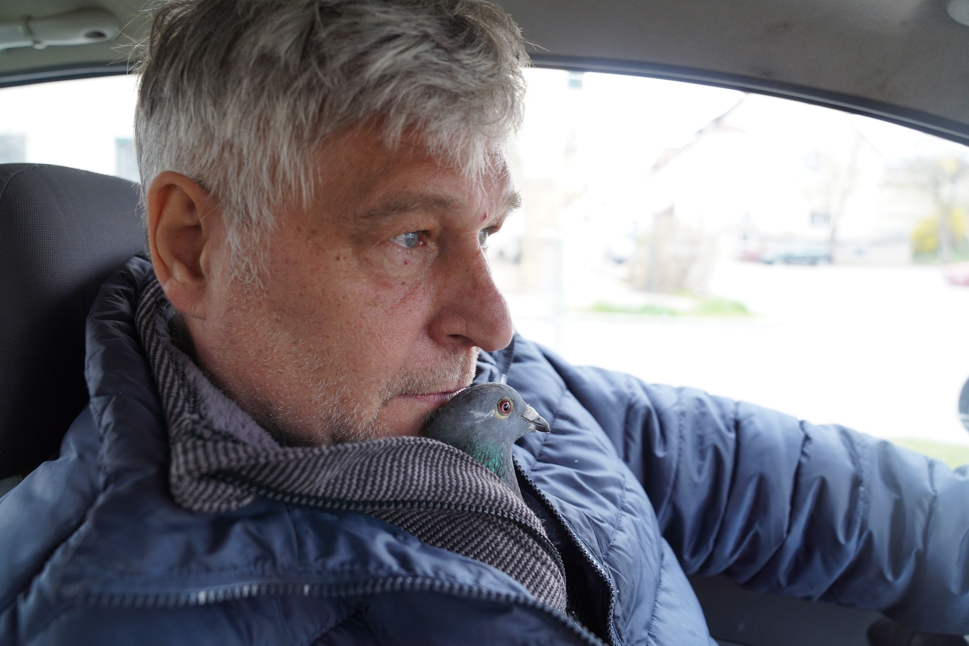 Heute.at - Brieftaube Dorothea fährt Auto und schläft im Bett