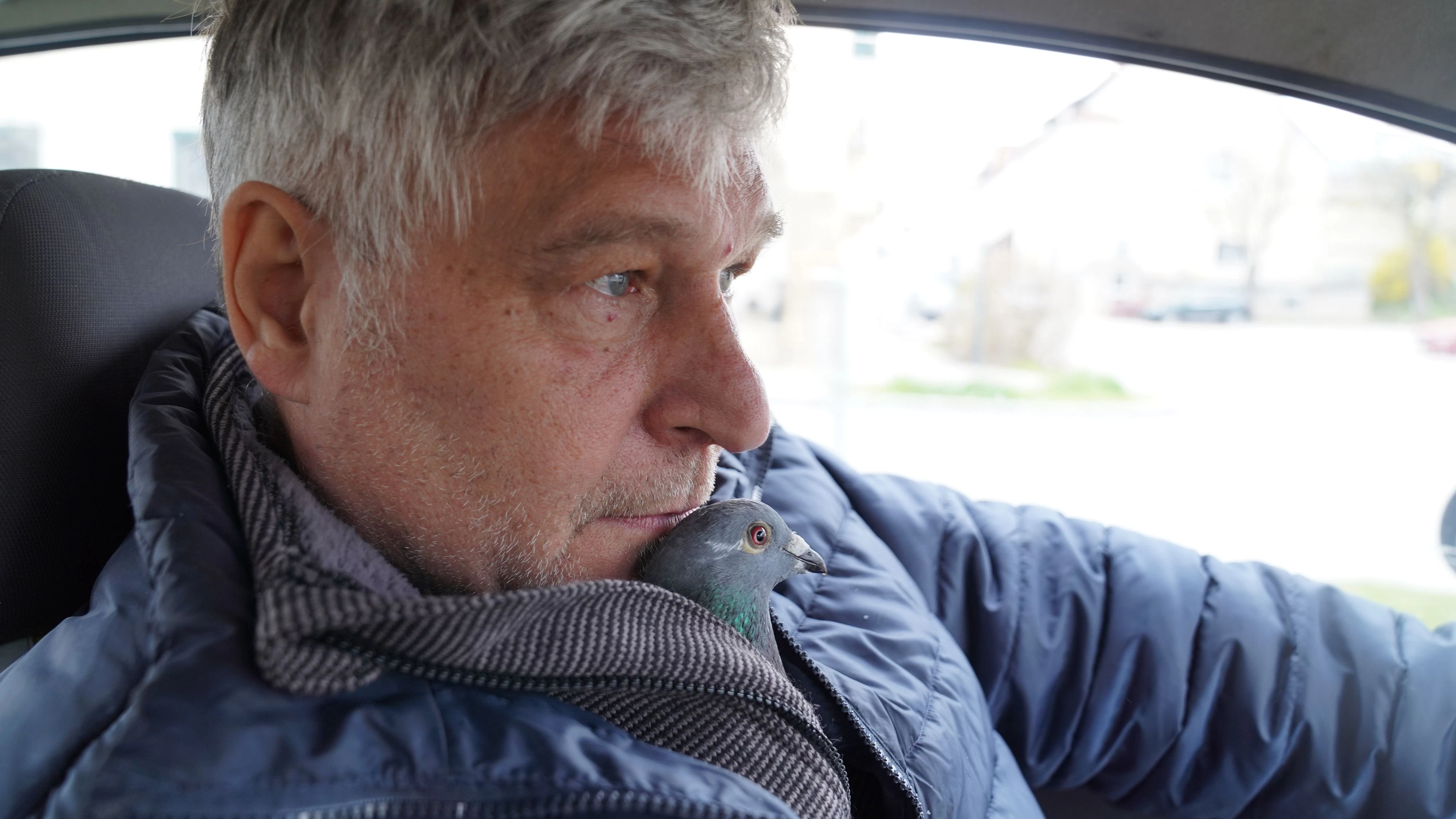 Heute.at - Brieftaube Dorothea fährt Auto und schläft im Bett